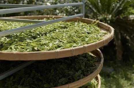 Osulloc Sejak 10ea (1).jpg