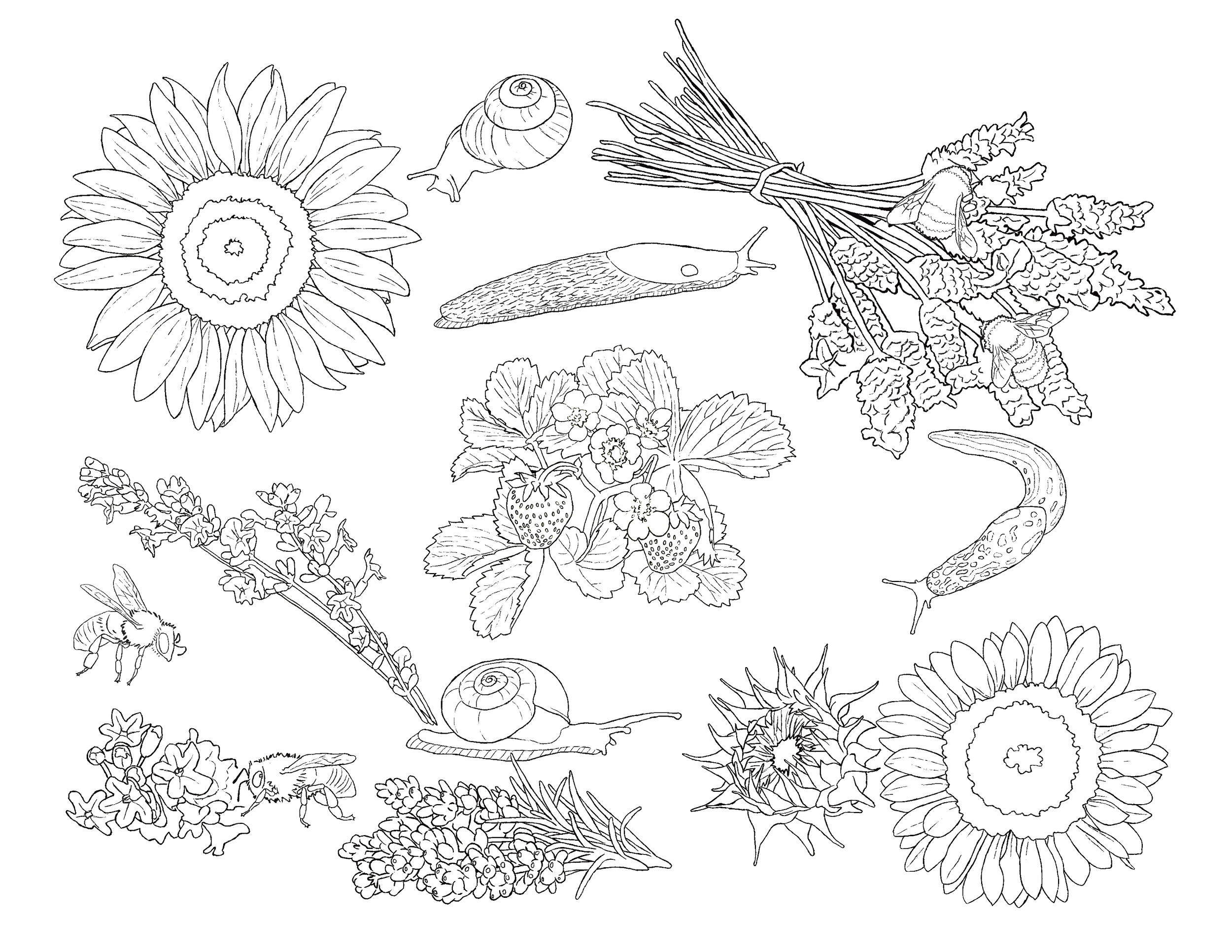 garden+coloring+sheet+web.png
