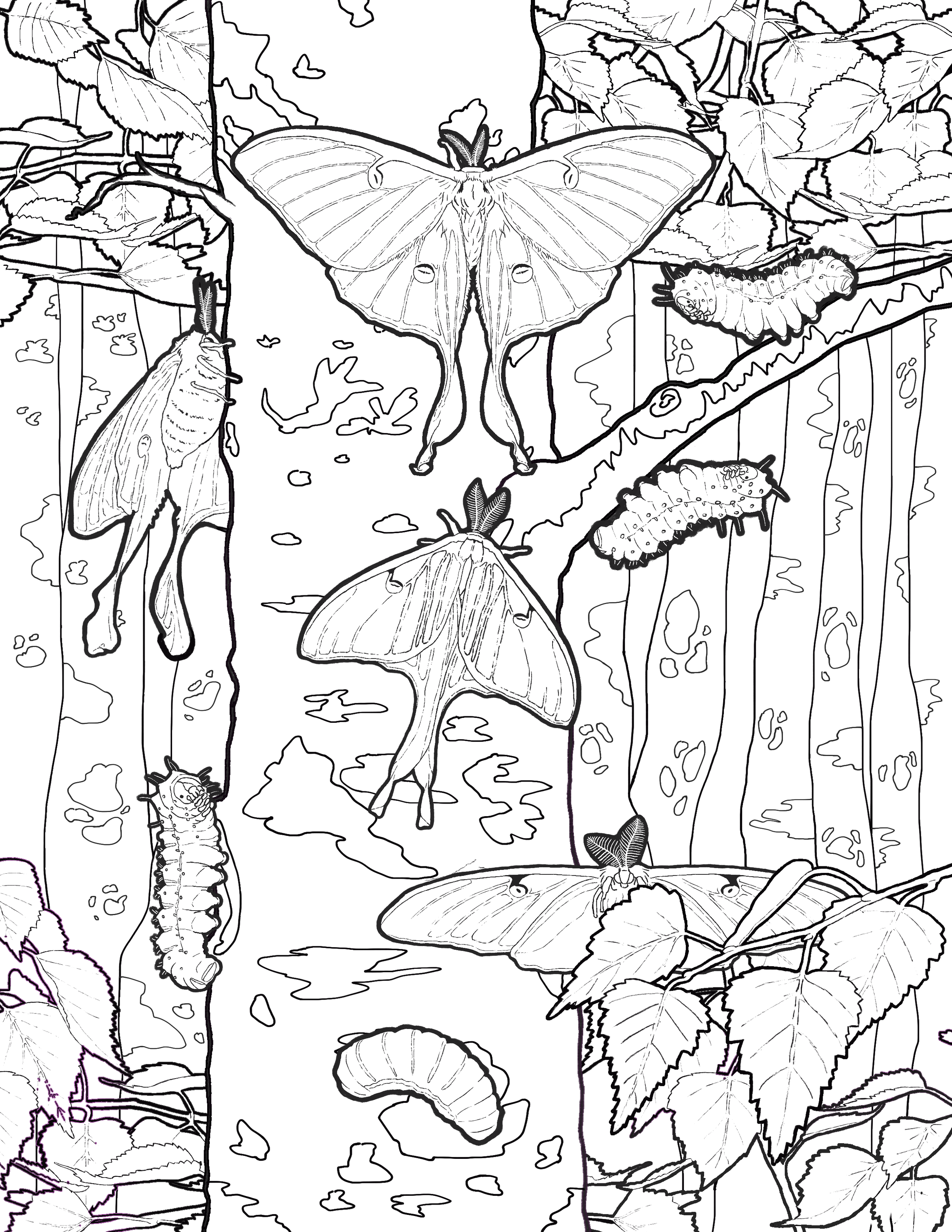 luna+moth+coloring+sheet+web.png
