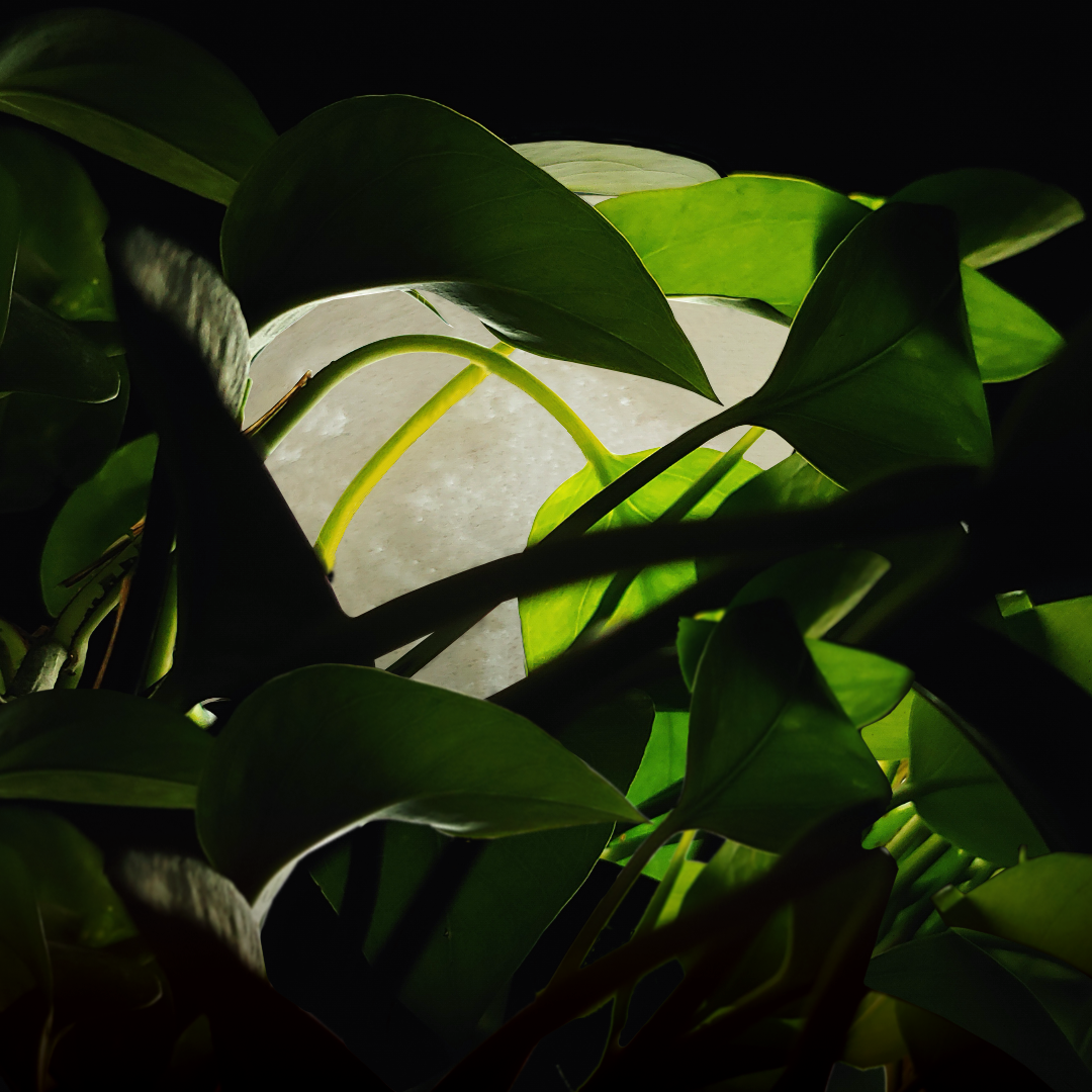 eli_passionproject_day04.png