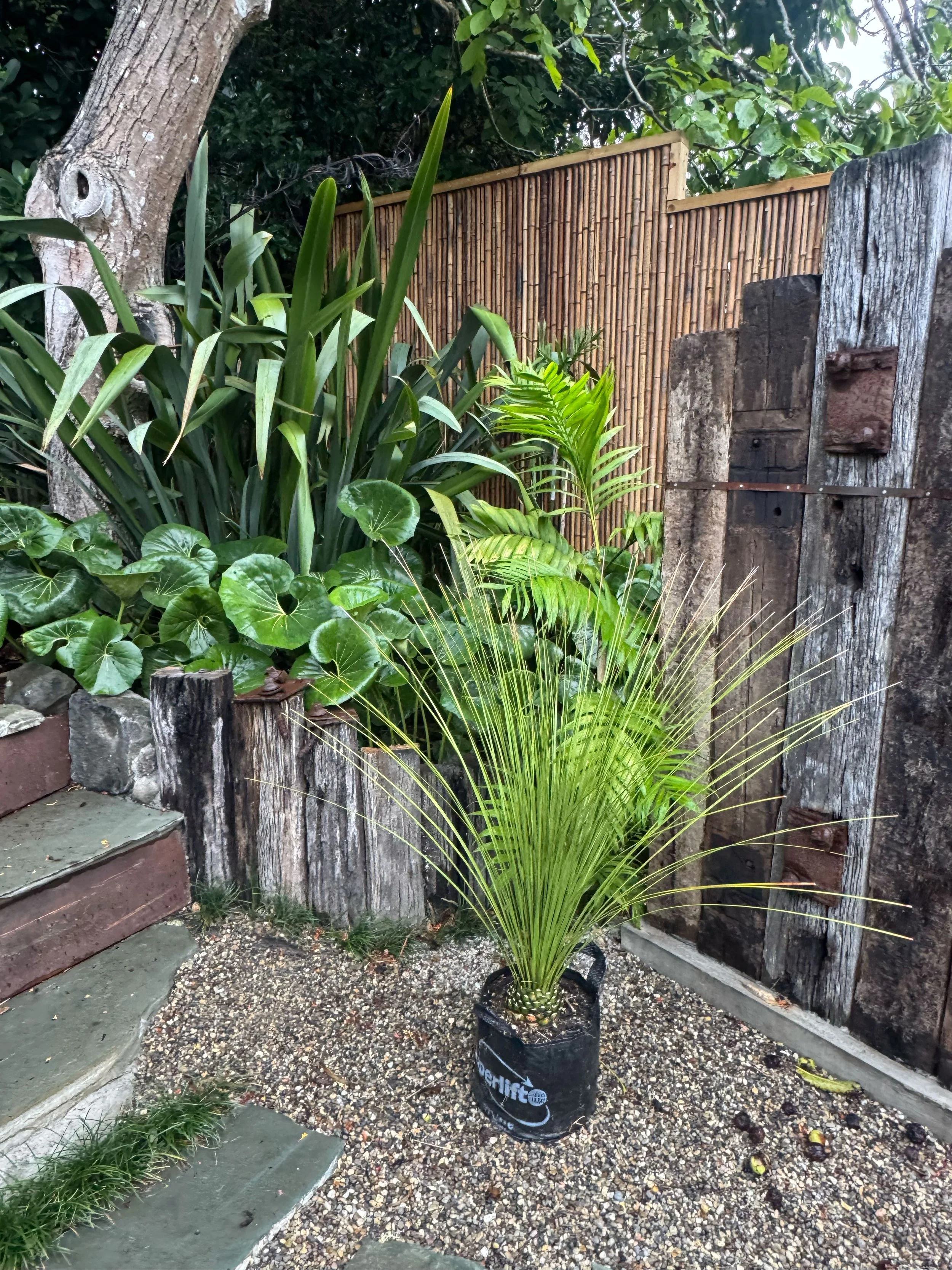 A potted palm plant in a black plastic bag in front of a weathered wooden and bamboo fence with greenery behind.