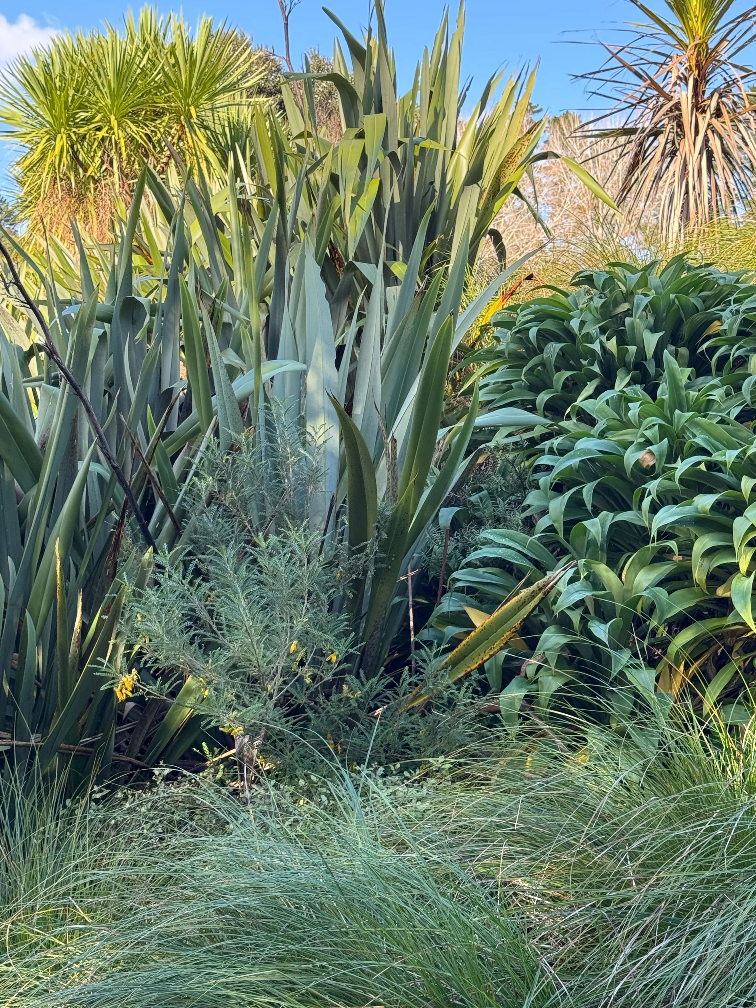 Dense tropical garden with tall, spiky green plants, grasses, and palm trees under a clear blue sky.