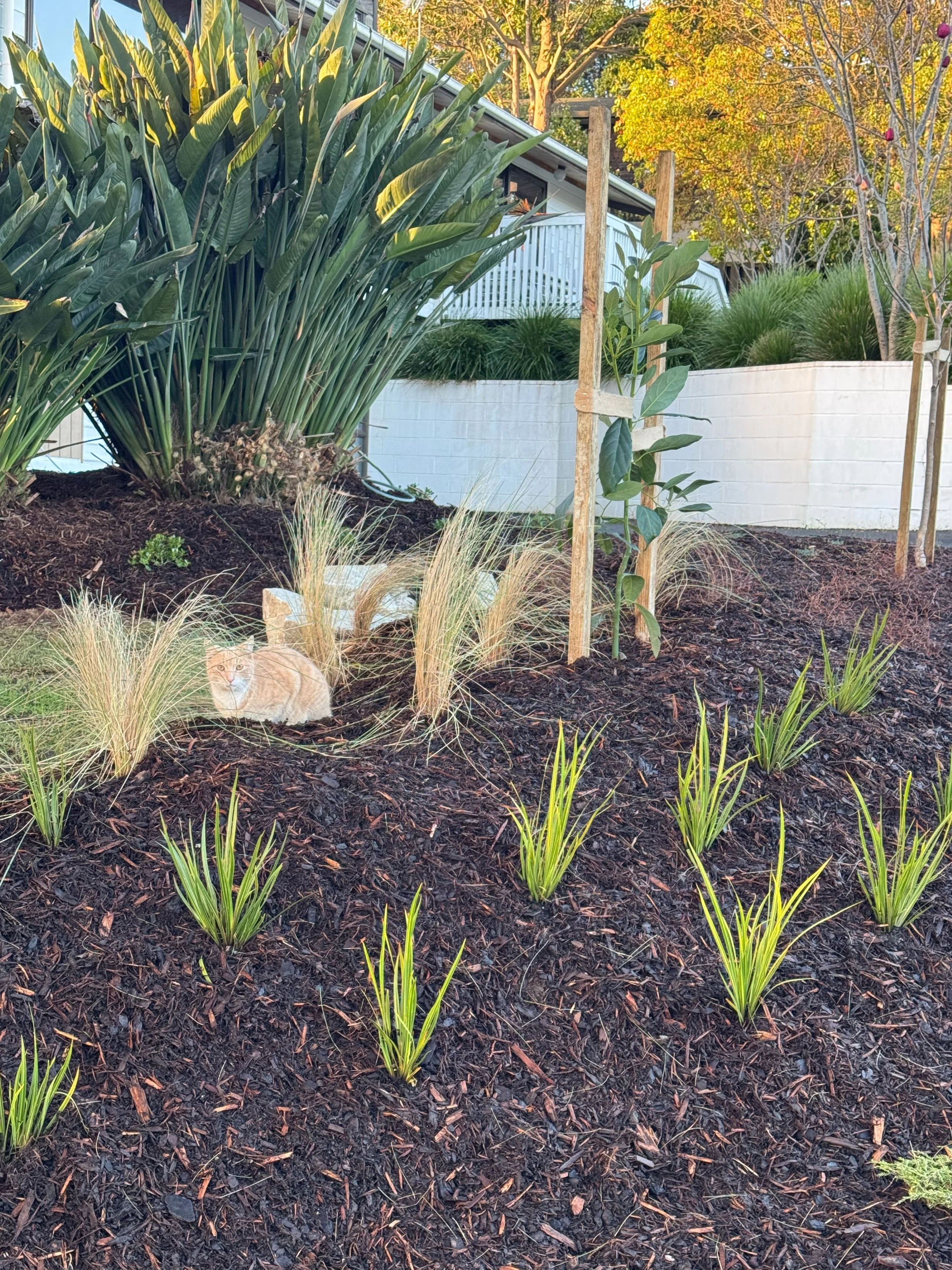 A backyard with newly planted shrubs and young trees supported by wooden stakes, and a tan cat sitting on mulch among ornamental grass plants in the foreground.