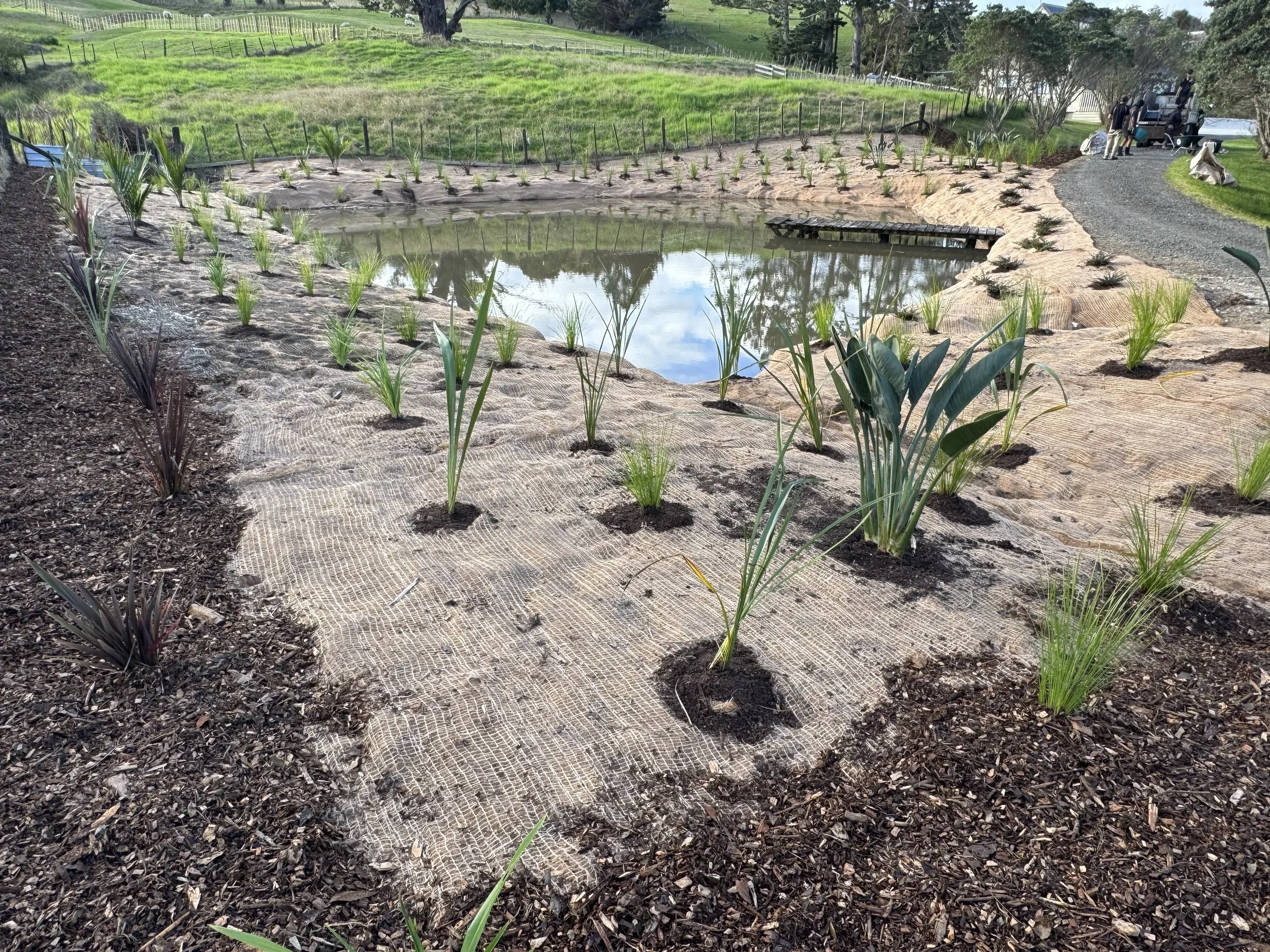 pond-planting-landscaping-auckland.webp