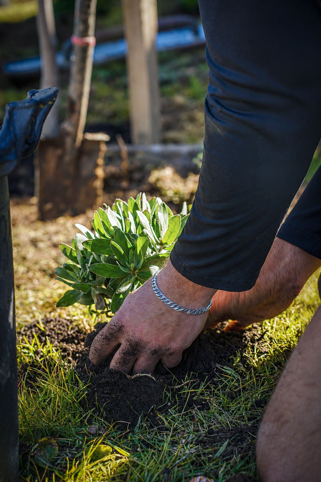 Person planting a green leafy shrub into the soil in a garden.