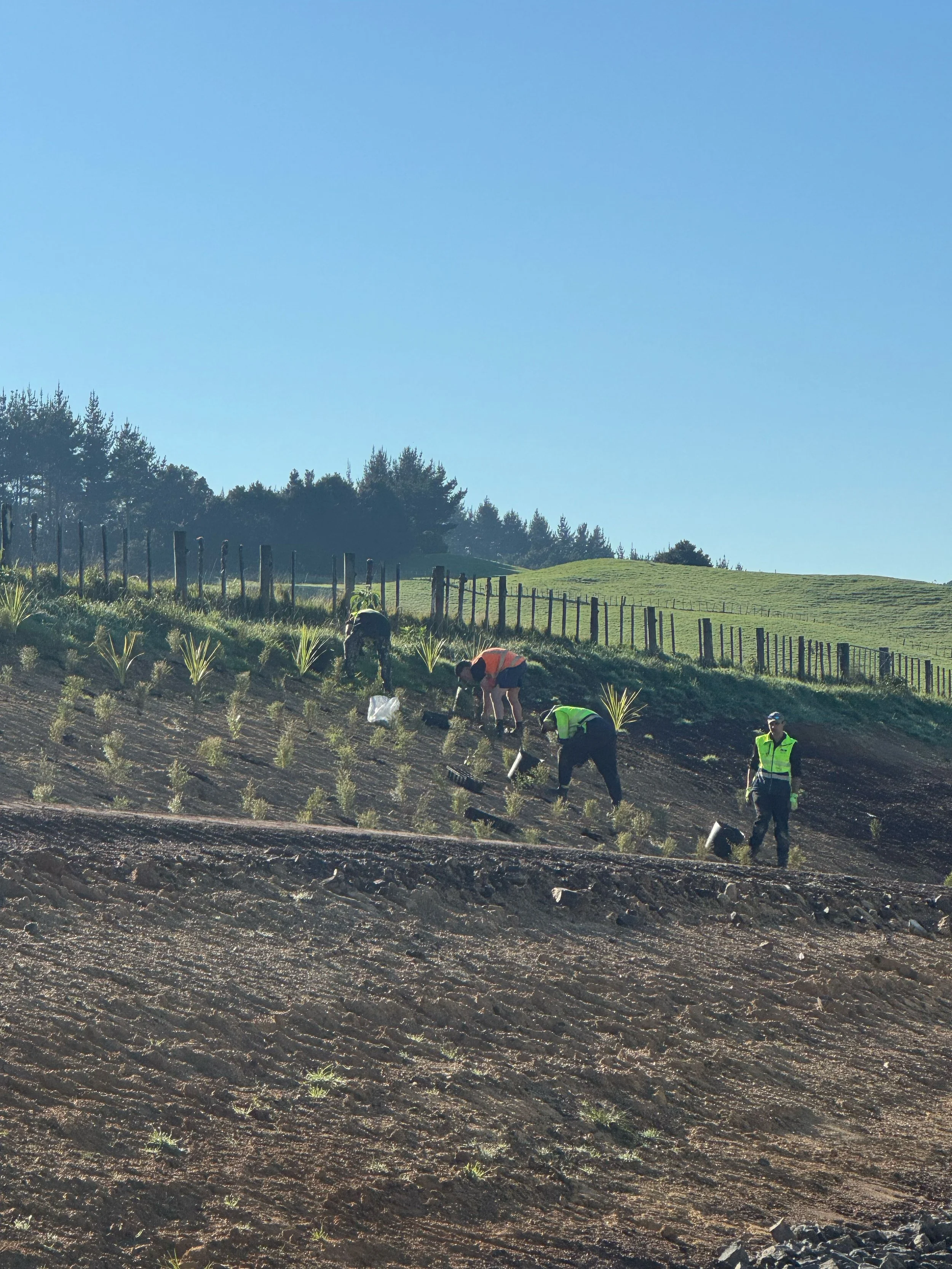 People planting or tending to young plants in a terraced agricultural field on a hillside, with trees and a clear blue sky in the background.