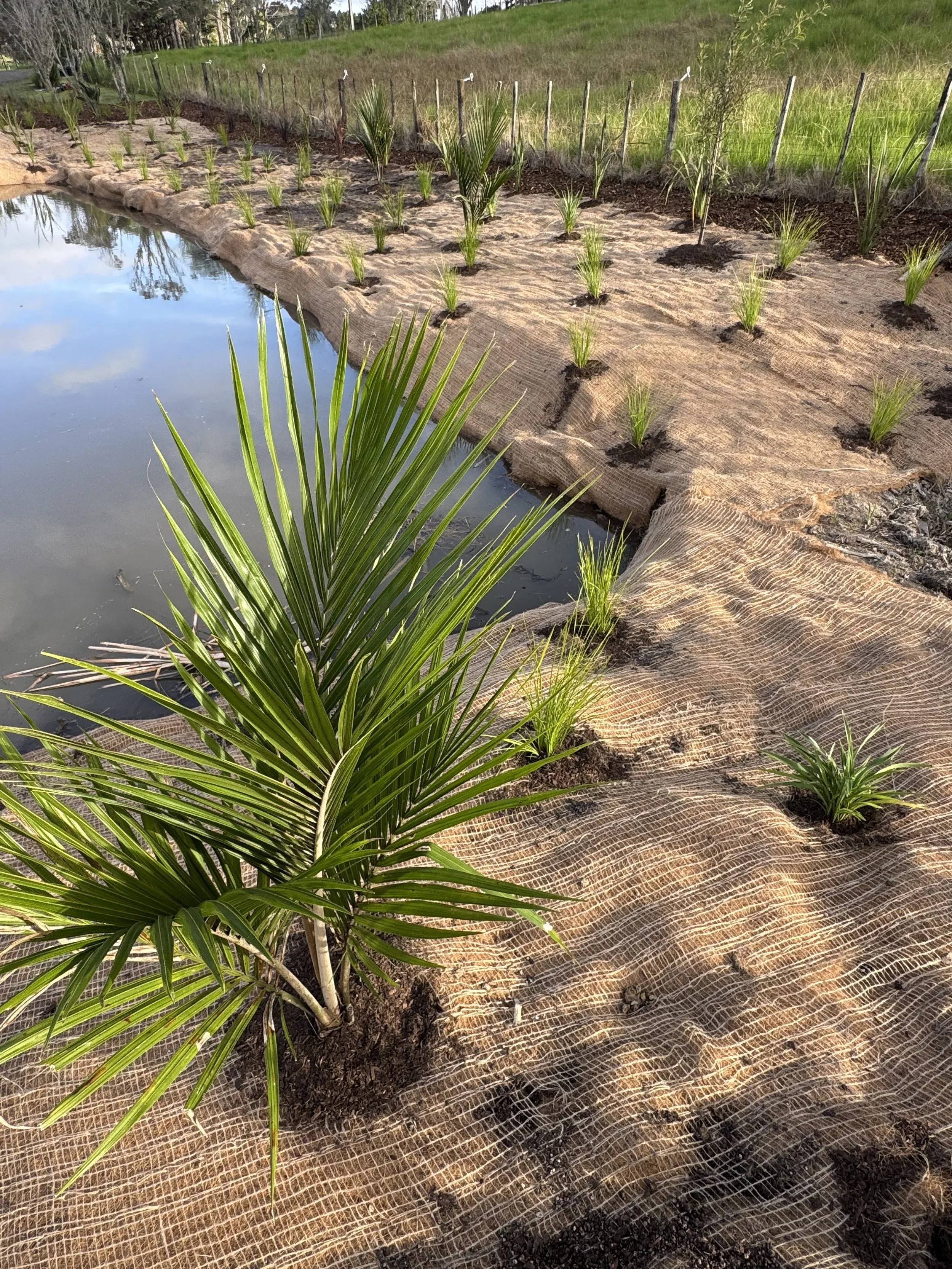 pond-planting-landscape-auckland.webp