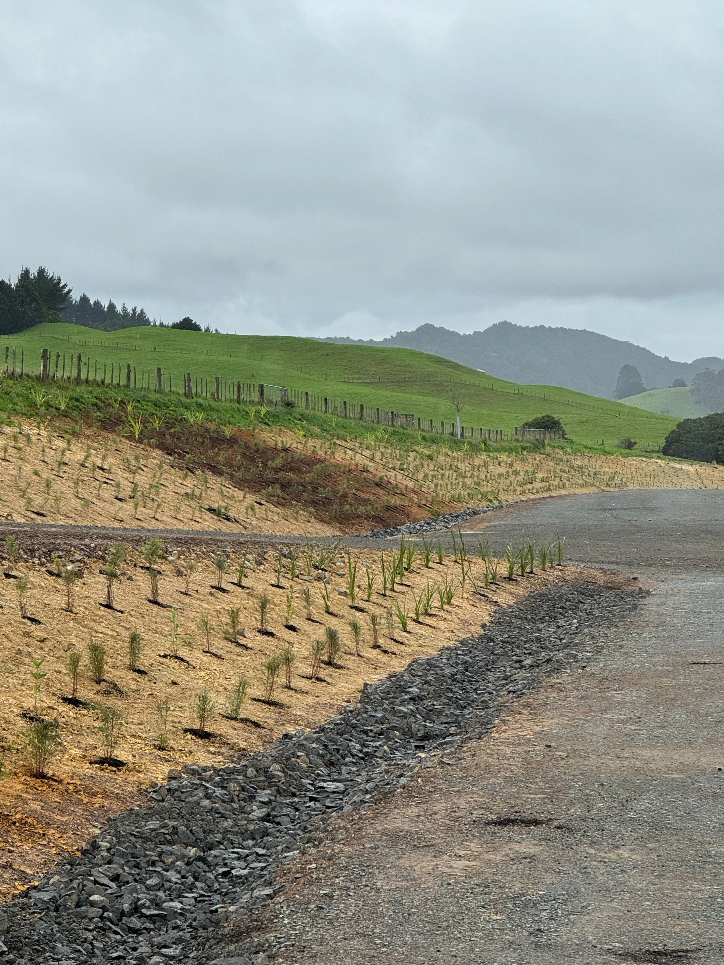 A dirt road runs through a rural landscape with young plants growing on the side, grassy rolling hills, a wooden fence, and cloudy sky in the background.