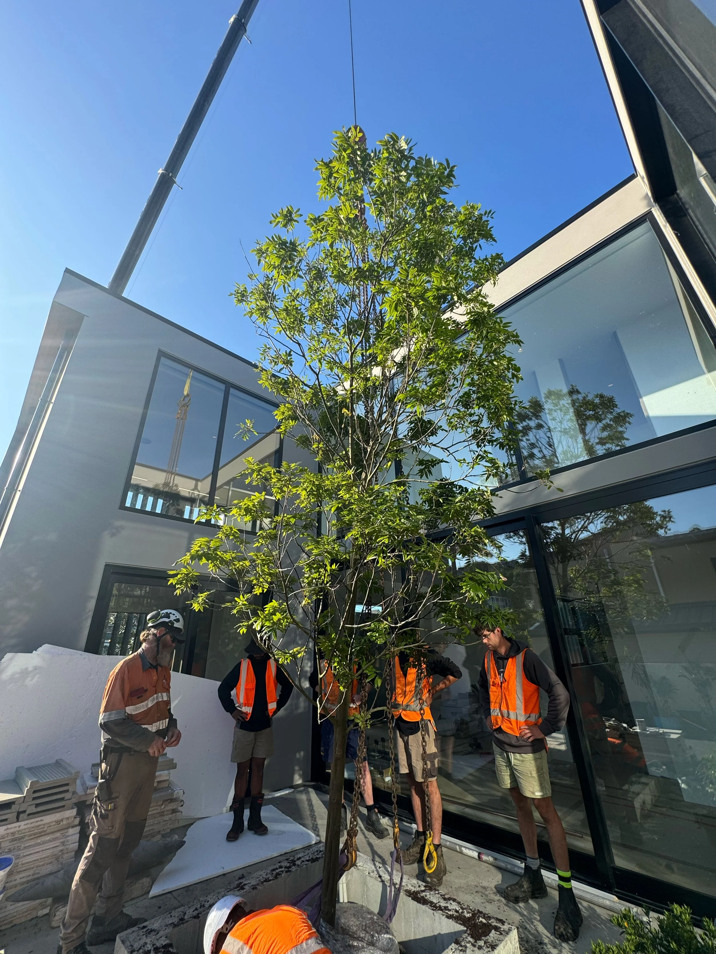 Workers in safety vests and helmets planting a small tree outside a modern building with glass windows.