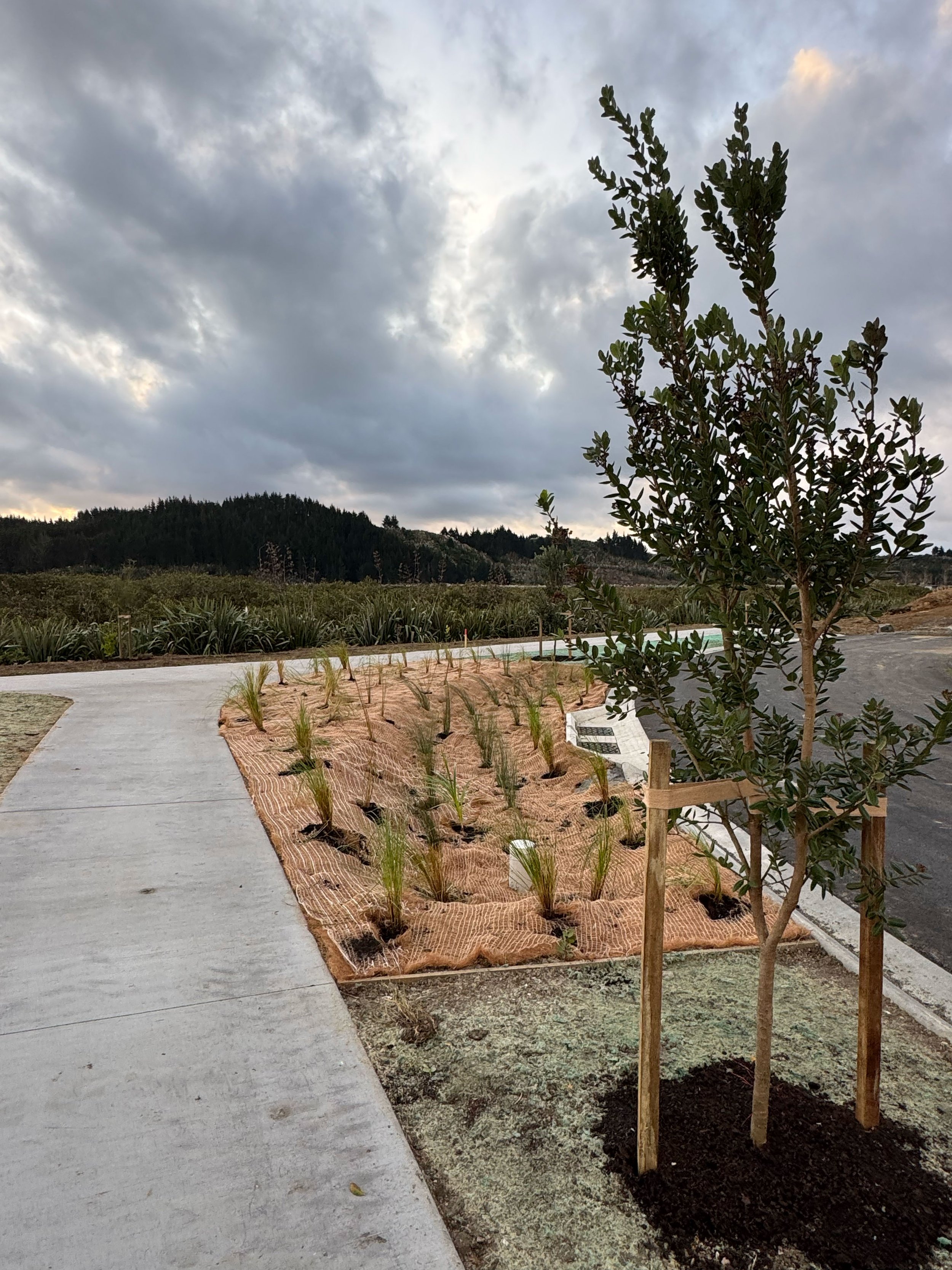 A young tree with green leaves stands in a freshly planted area secured with a wooden support. A concrete pathway runs next to the planting zone, and in the background, there is overcast sky and rolling hills covered in trees.