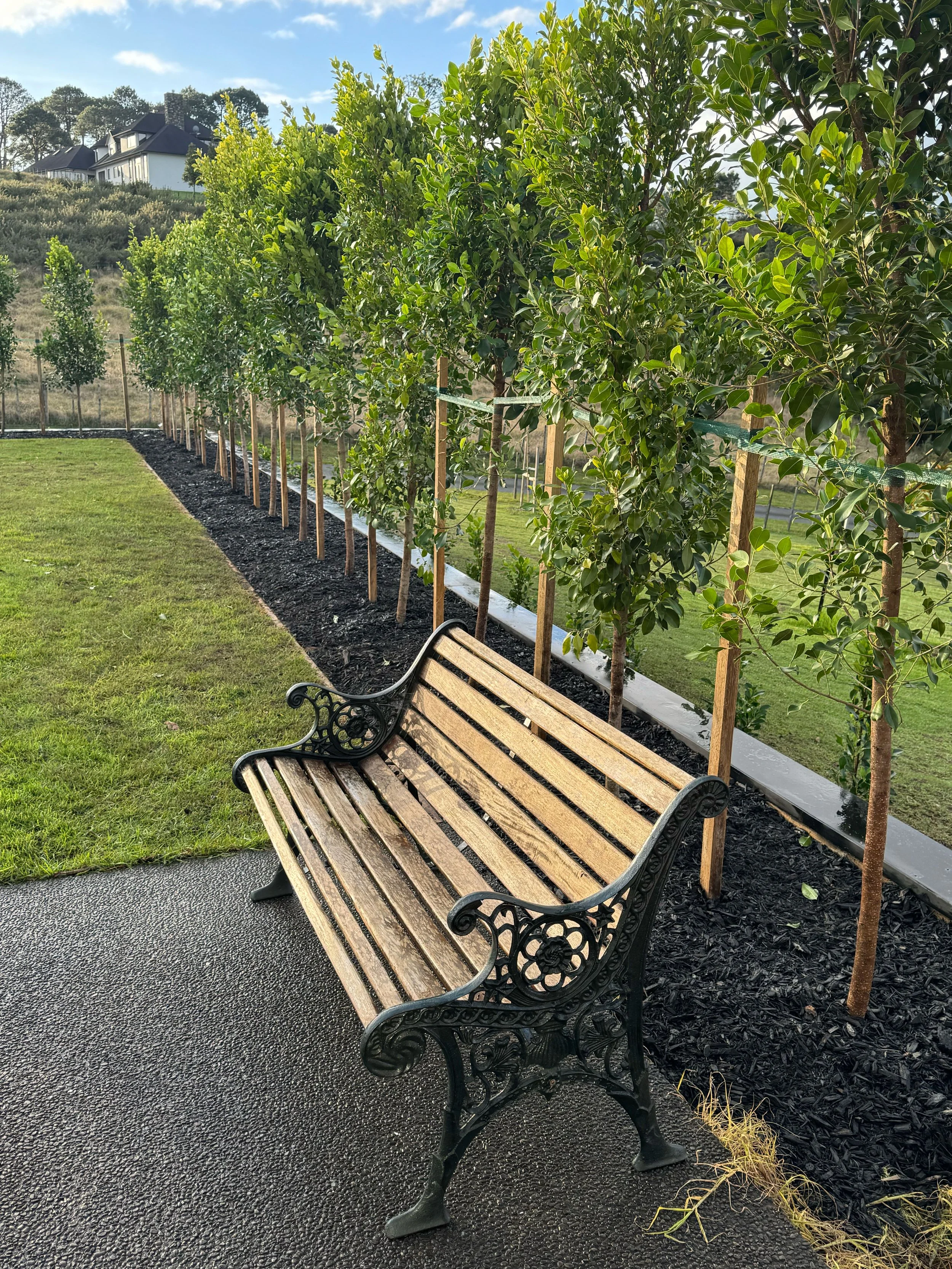 A metal and wood park bench on a black asphalt path, with a row of small trees with green leaves and wooden support stakes behind it. In the background, there is a grassy hill with a house on top, and a clear blue sky with some clouds.