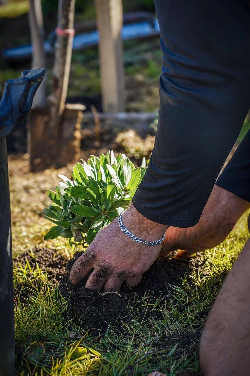 A person planting a green shrub in the soil, wearing a silver chain bracelet.