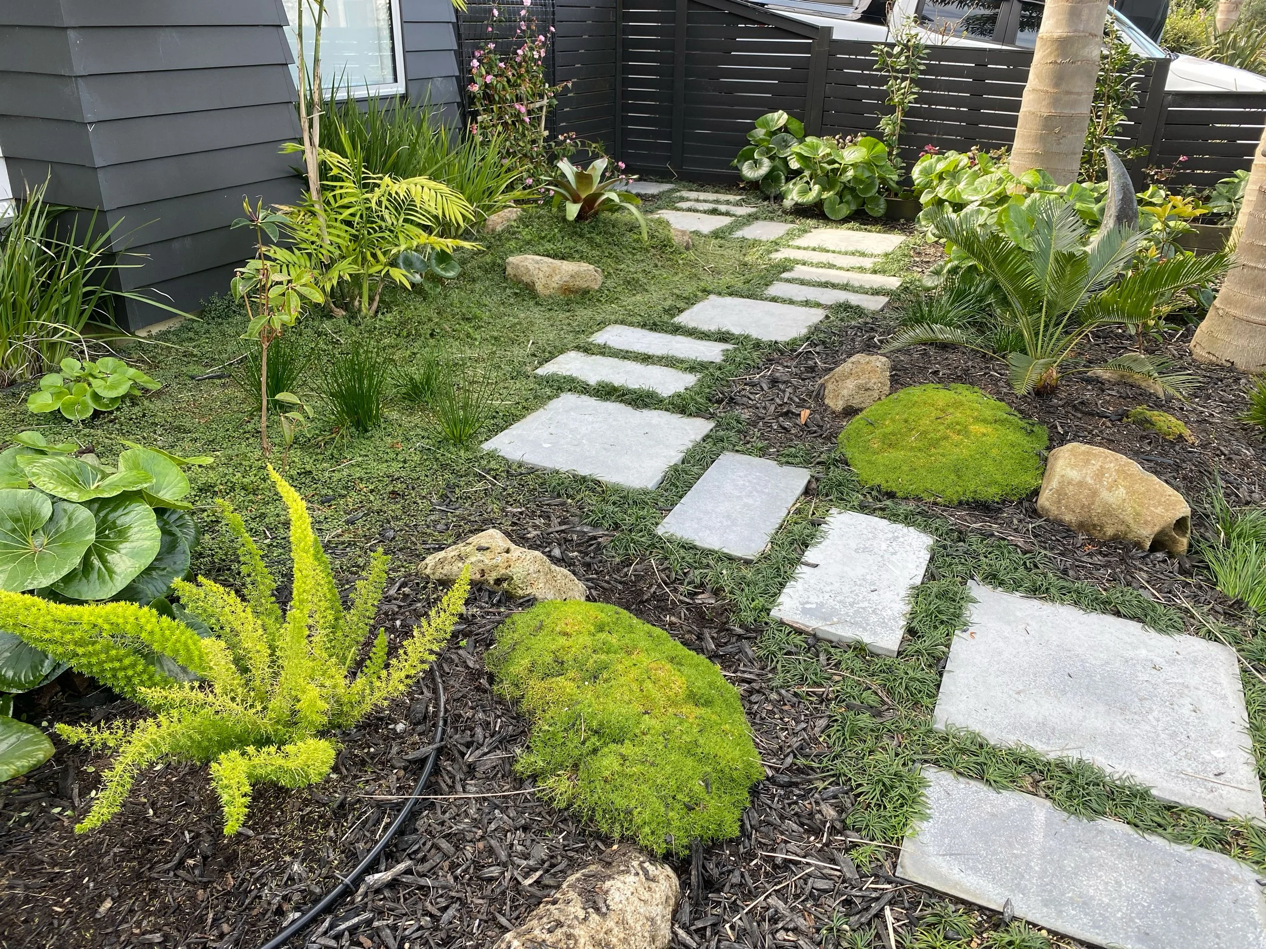 A small urban garden with a stone pathway, lush green plants, and a dark fence in the background.