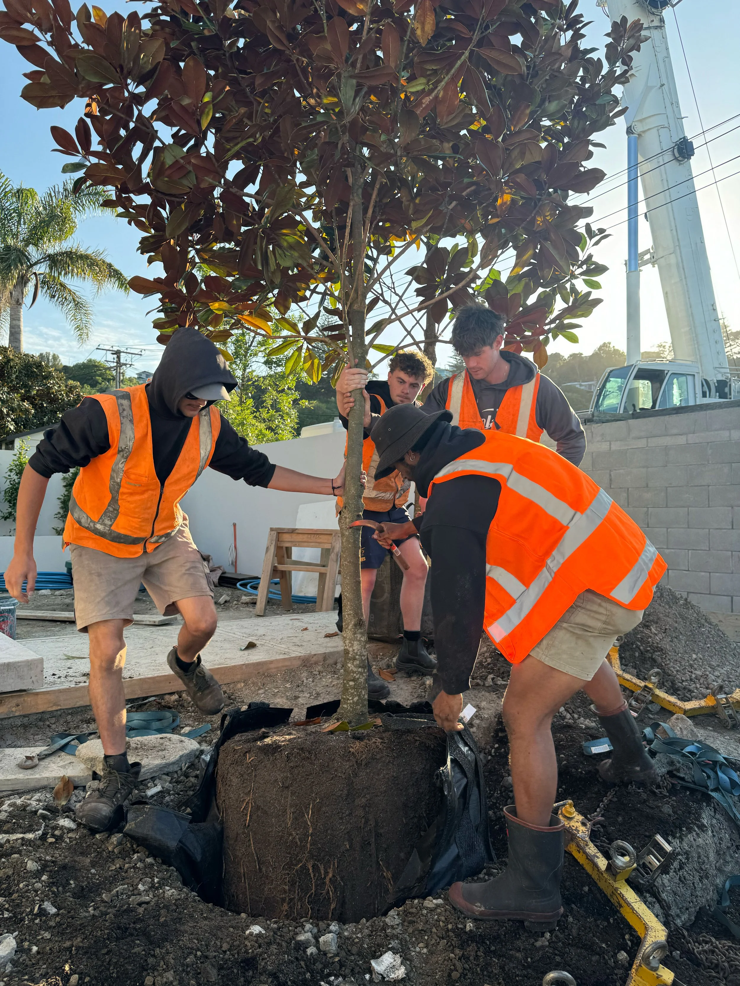 Group of workers planting a young tree in a hole in the ground during daytime, with some wearing orange safety vests and boots.