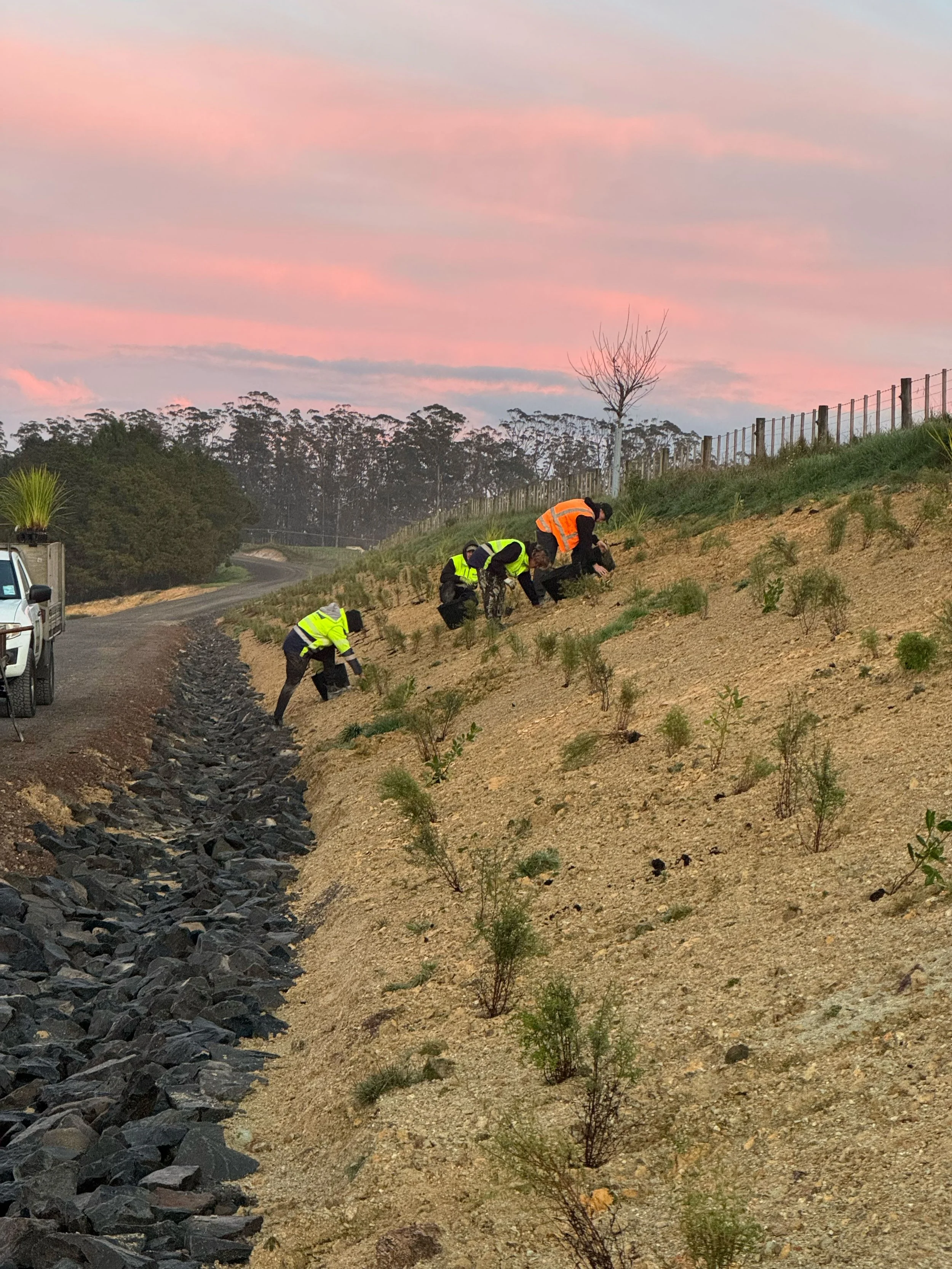 Workers planting small plants on a hillside near a dirt road during sunset, with a pink and purple sky and sparse trees in the background.