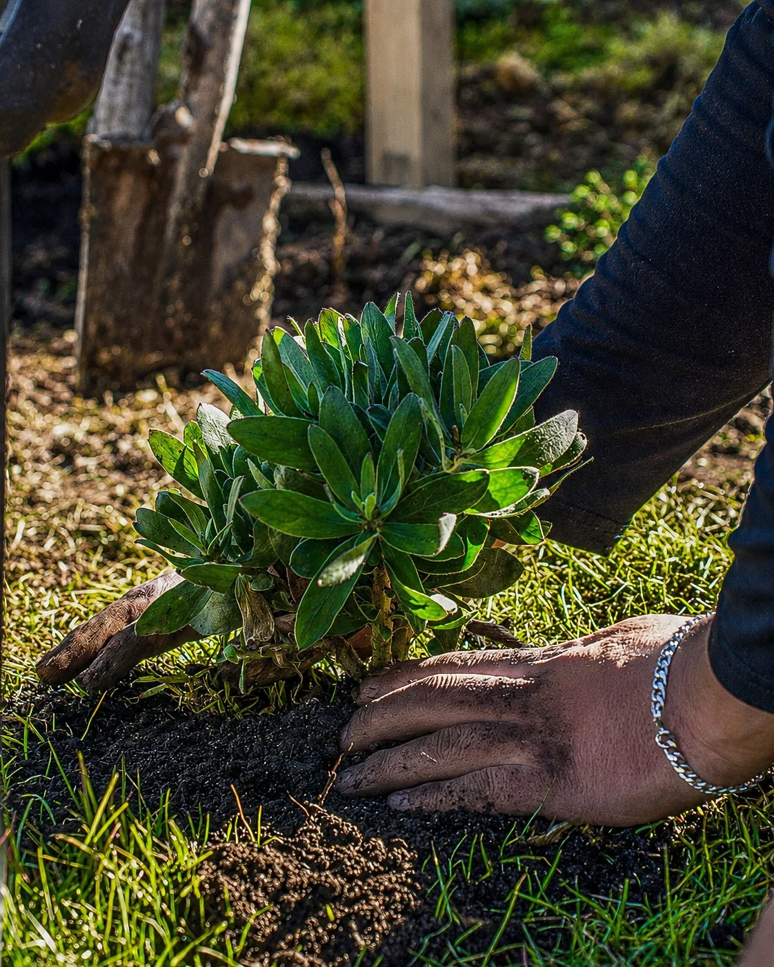 Person planting a small green shrub in dark soil outdoors, with a shovel in the background.