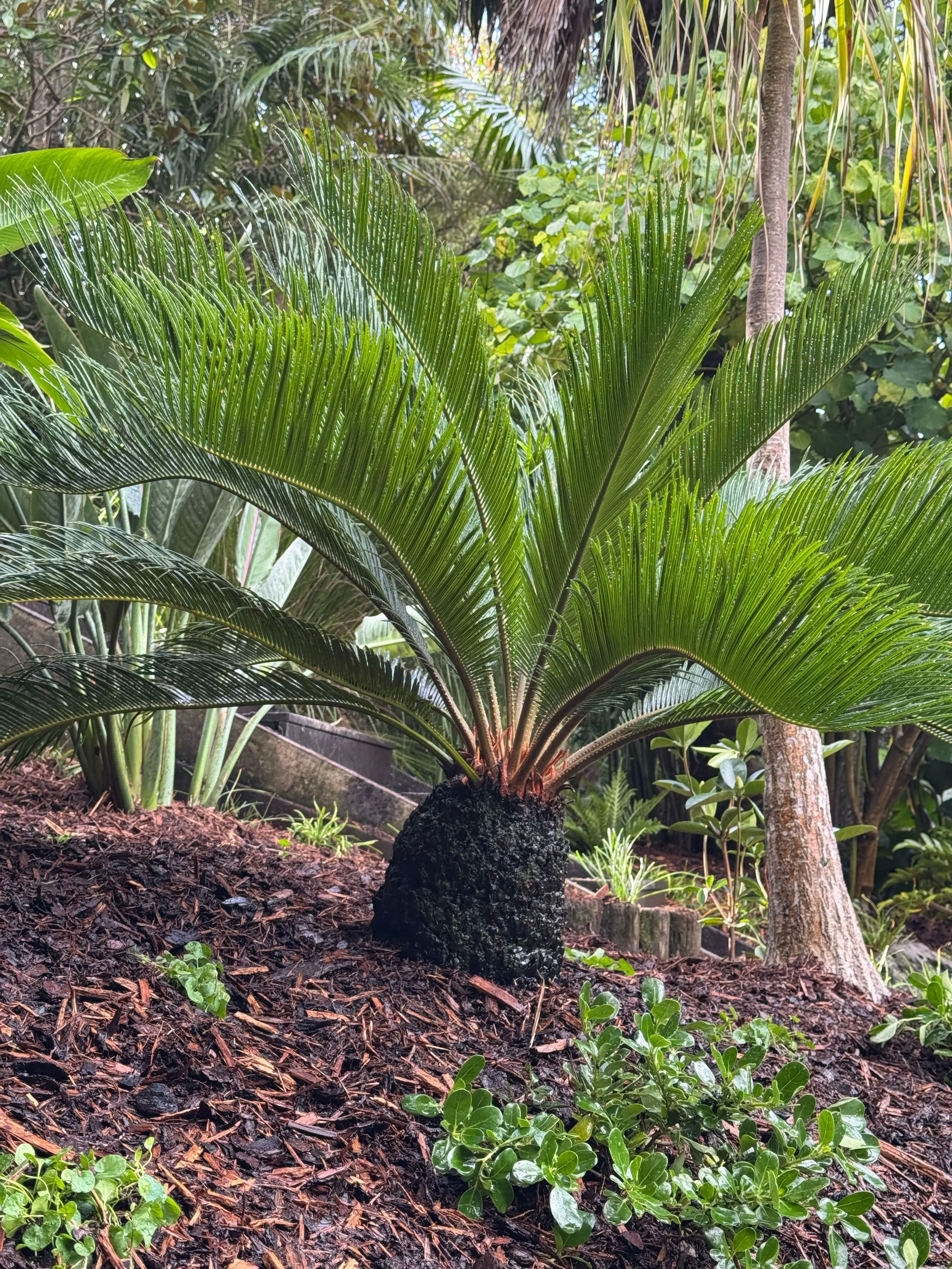 Close-up of a lush green palm-like plant with radiating fronds in a garden setting, surrounded by dark soil and small green plants, with other foliage in the background.