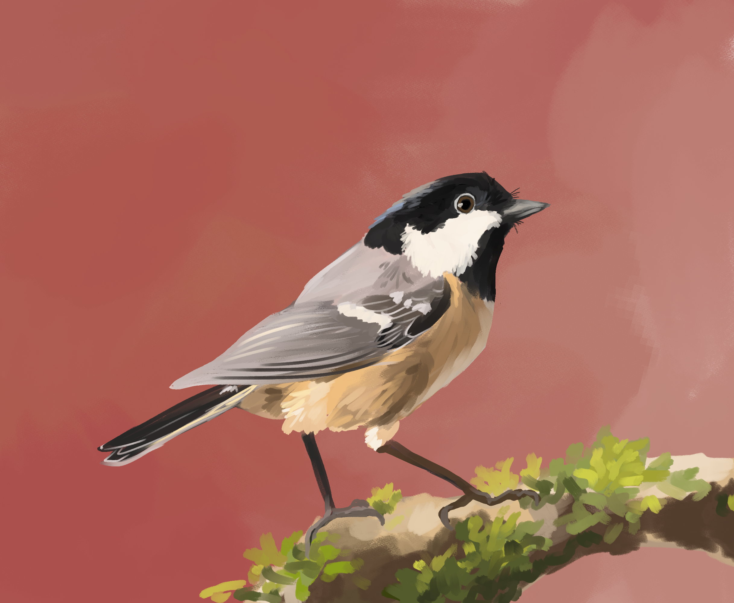 chickadee.png