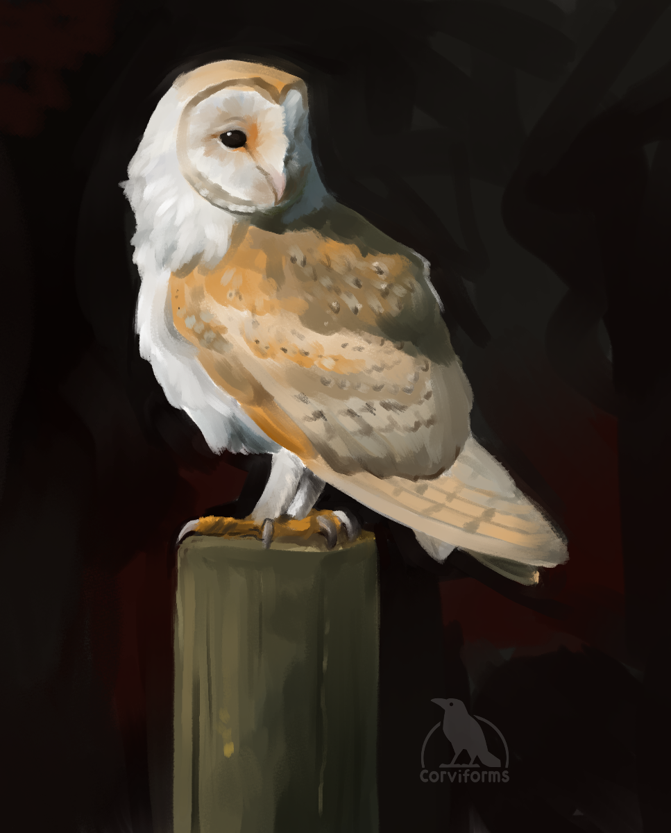 owl.png