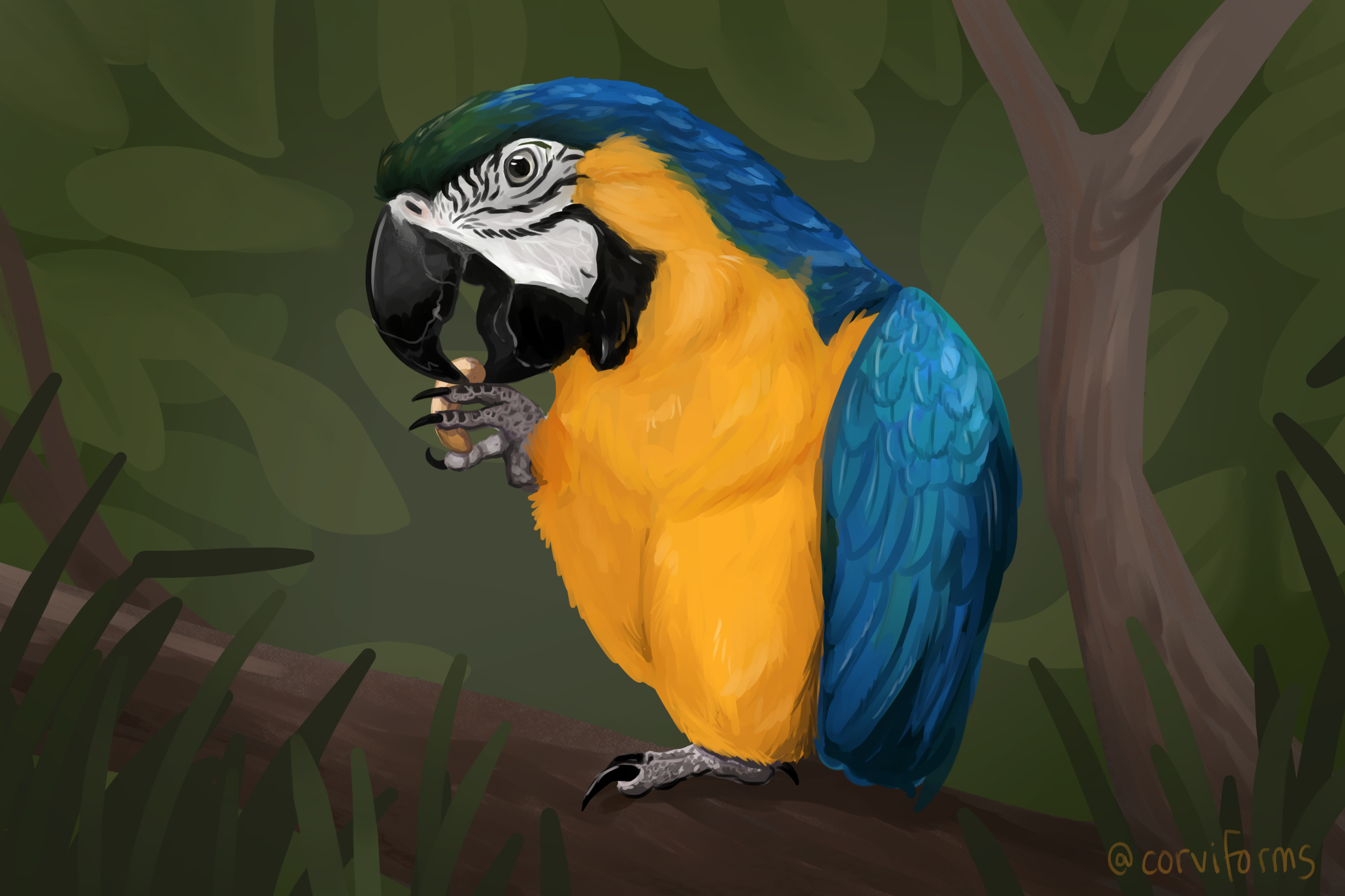 macww.png