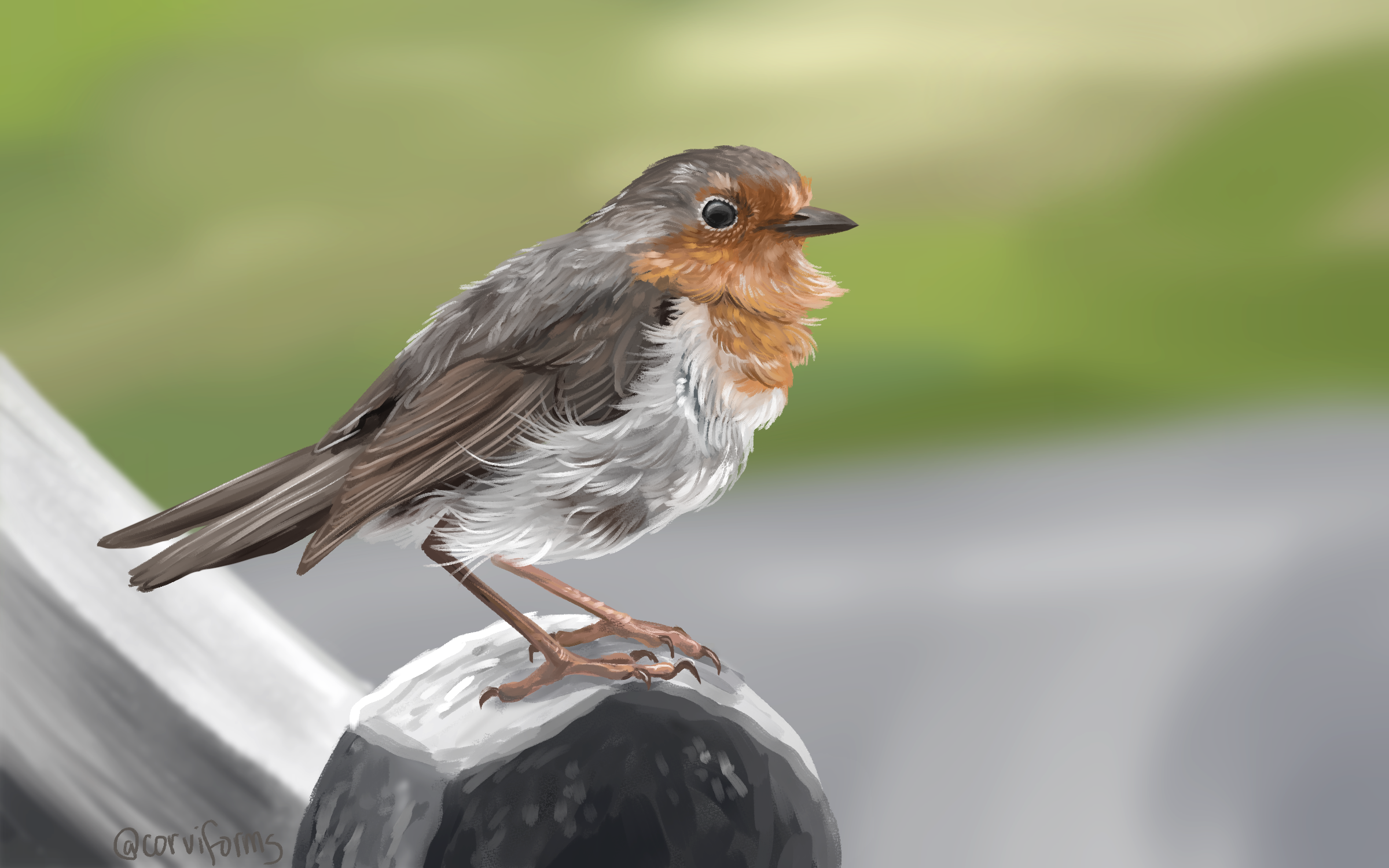 robin.png