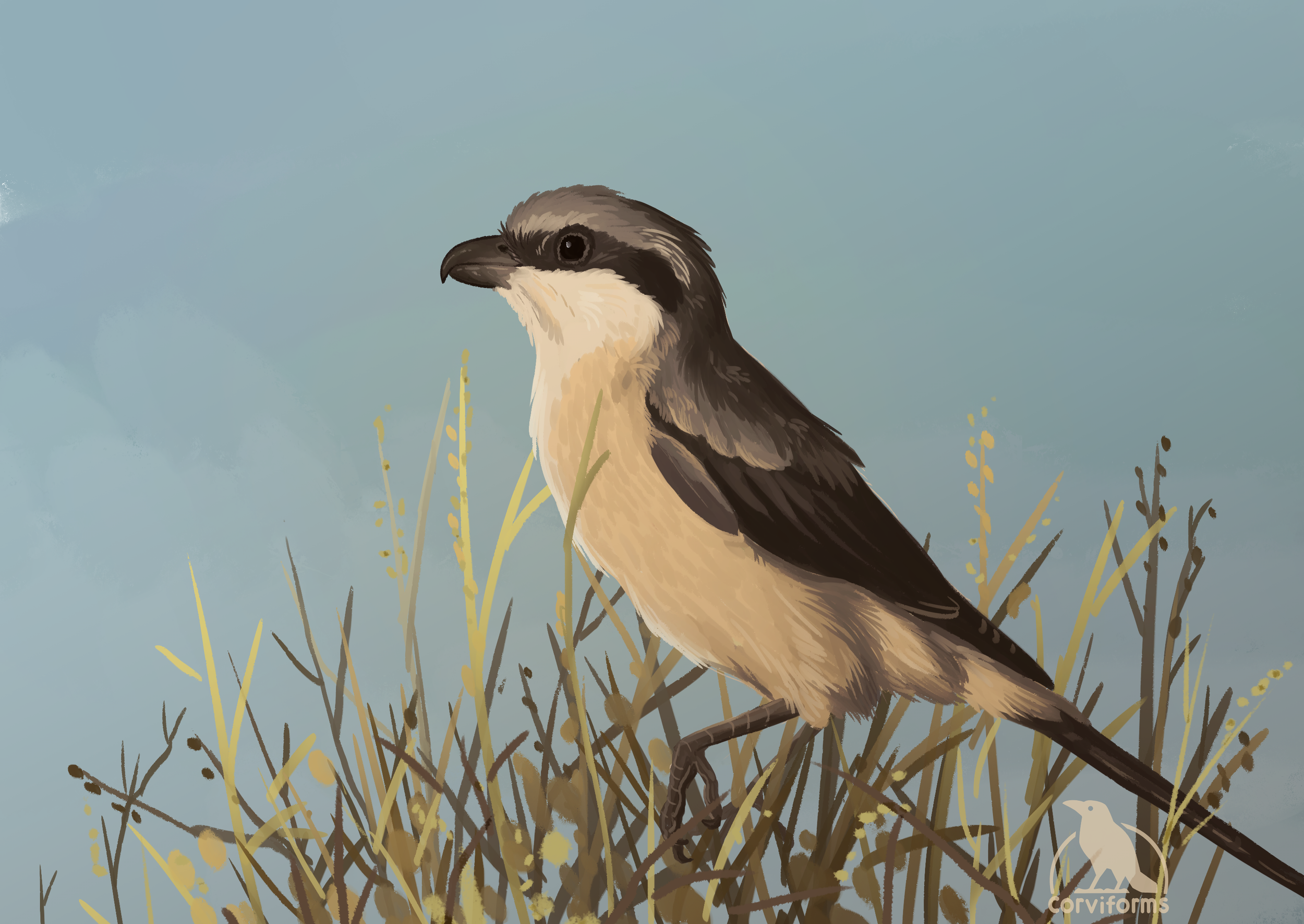 shrike.png