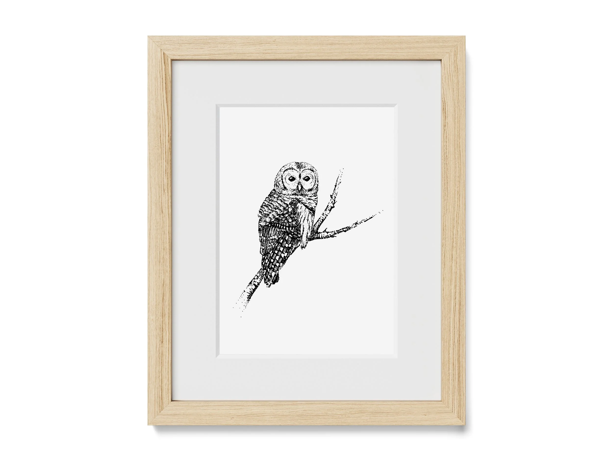 Barred Owl Print