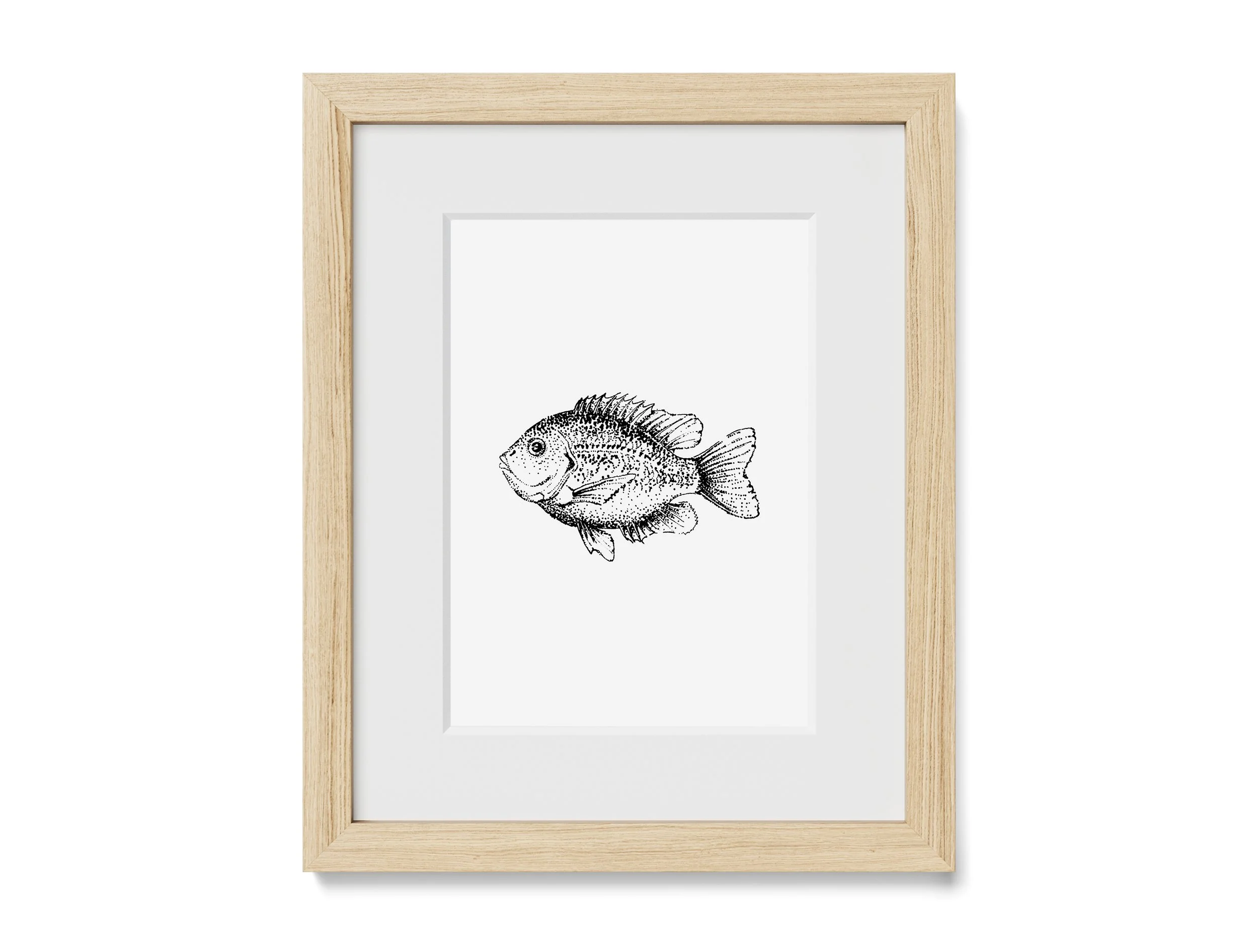 Bluegill Sunfish Print