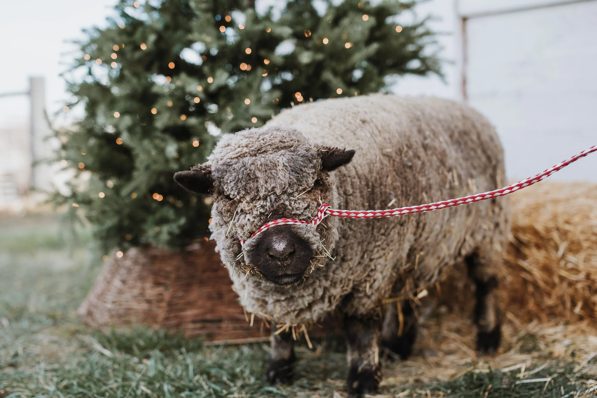 CinnamonSheep-1.jpg