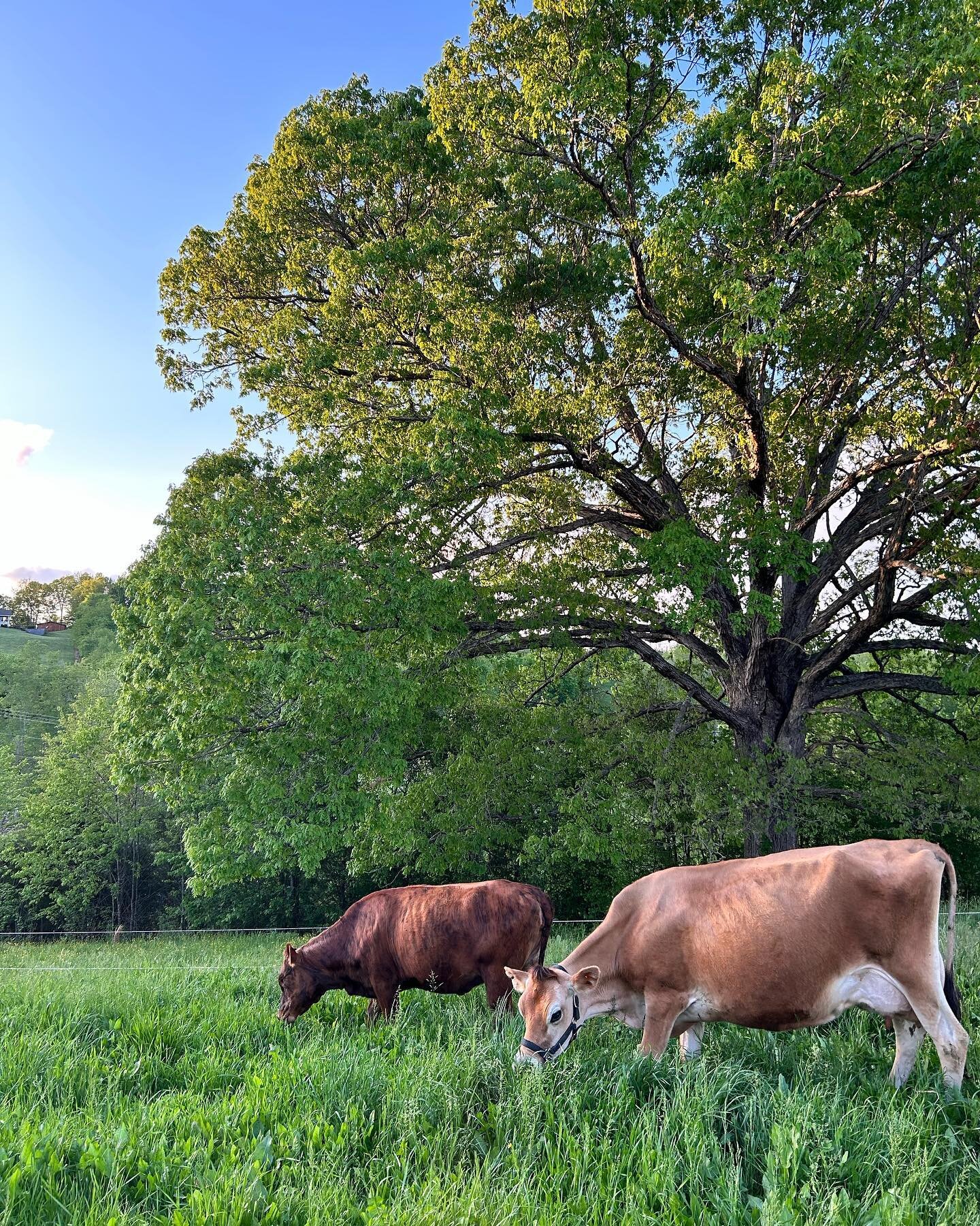 Cows are such an incredible animal. They turn grass into the most nutrient dense food there is. One cow can feed our family for a year with their meat and organs, and one cow can supply many families with their dairy needs for the year too. All of th
