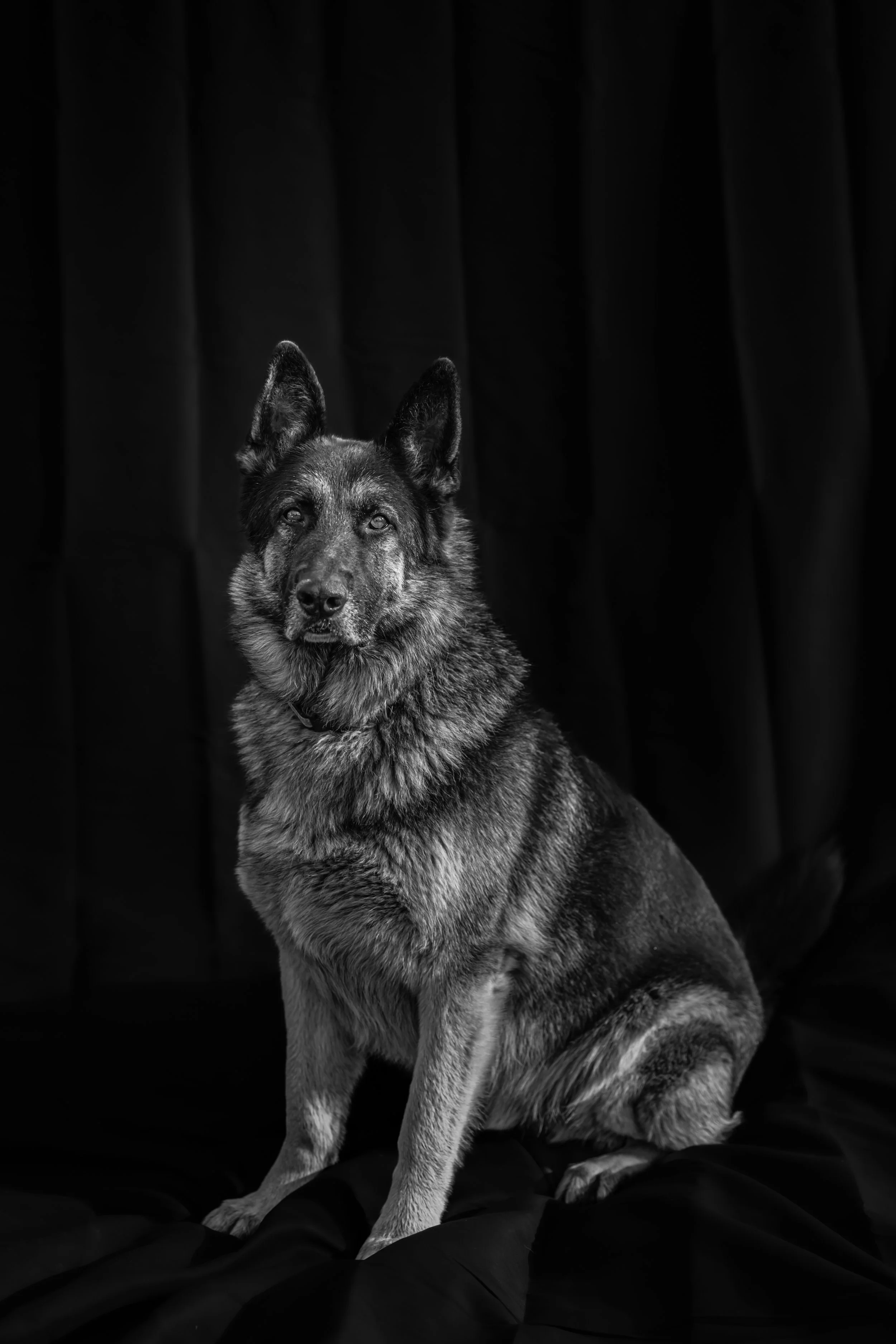 Jenny_Rae_Bateman_Photography_HideAwayKennels_8G2A9171.jpg