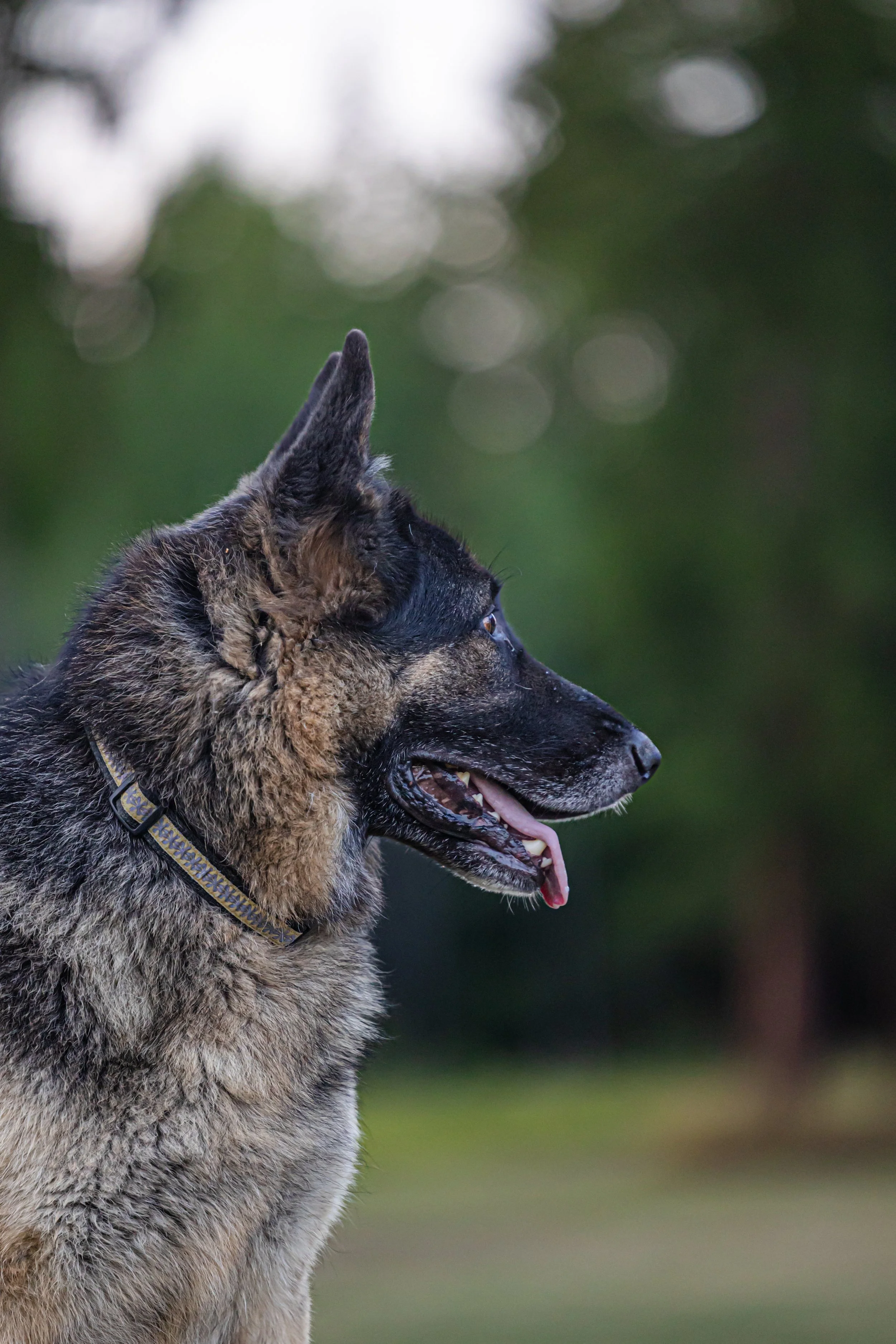 Jenny_Rae_Bateman_Photography_HideAwayKennels_8G2A9881.jpg