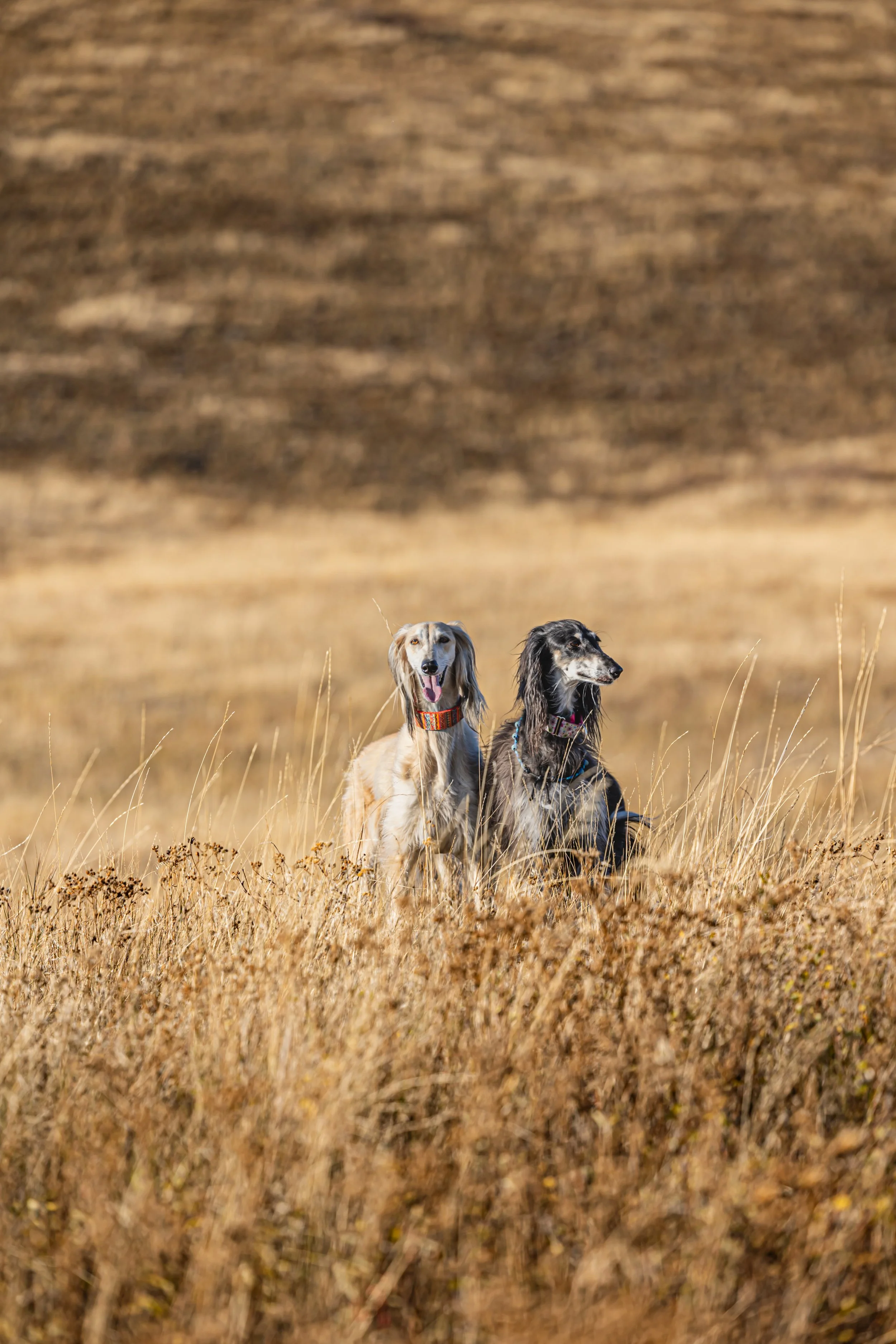 JennyRaeBatemanPhotography_8G2A6706.jpg