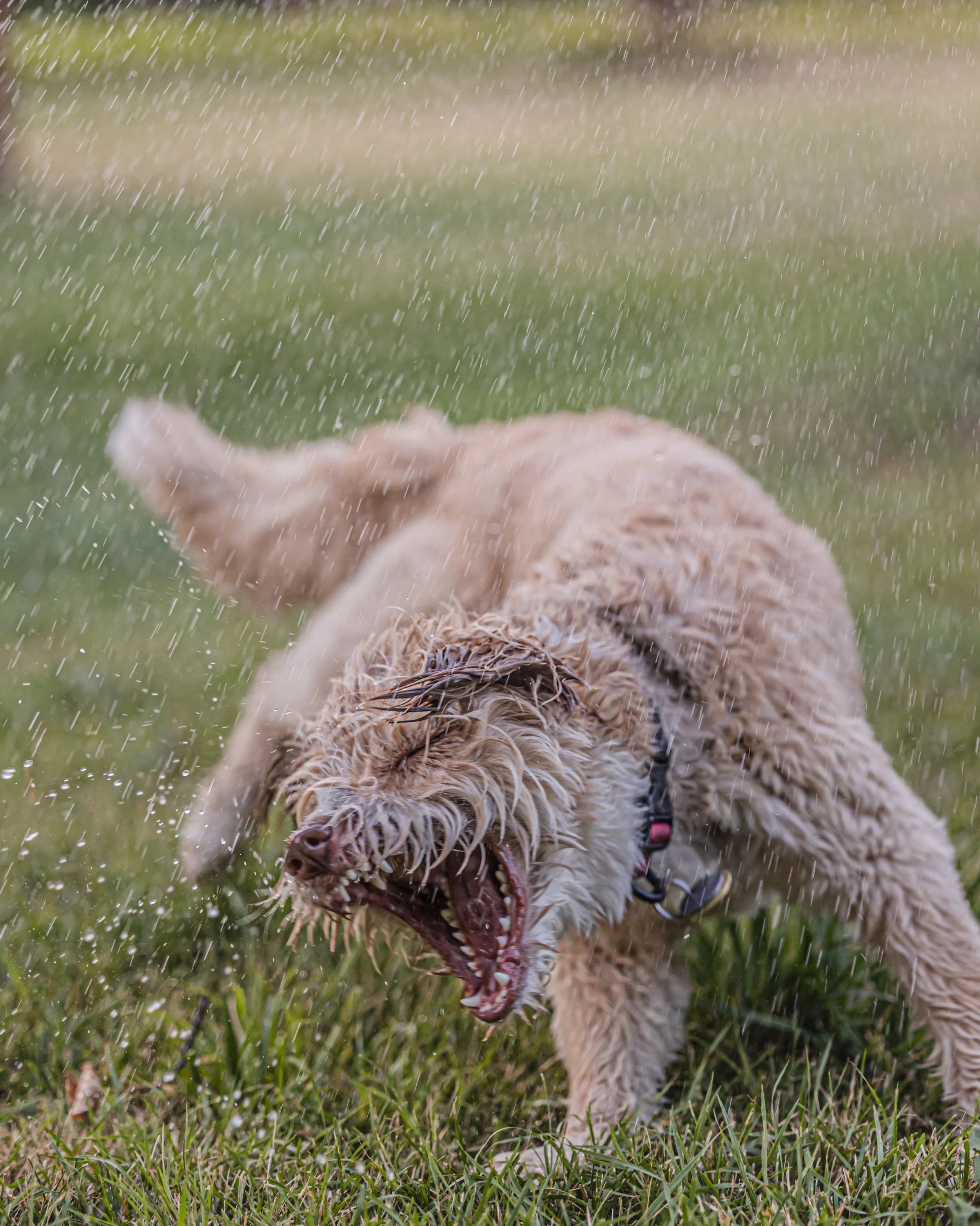 Jenny_Rae_Bateman_Photography_HideAwayKennels_8G2A9753.jpg