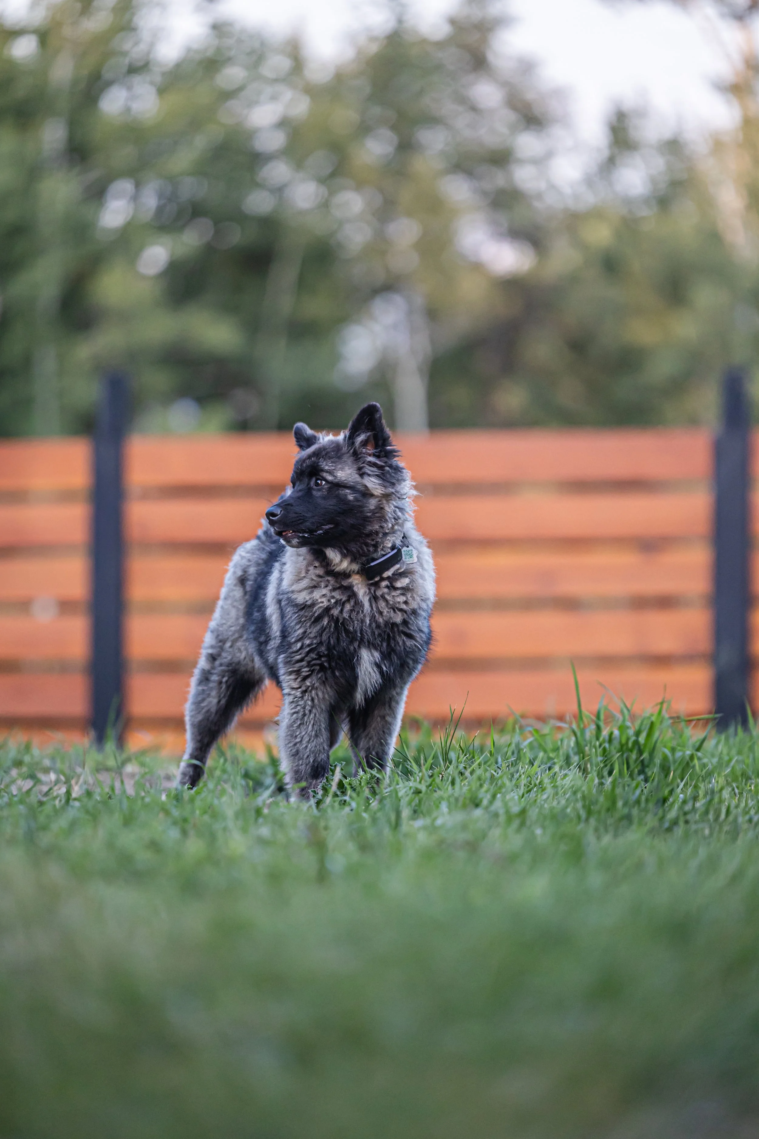 Jenny_Rae_Bateman_Photography_HideAwayKennels_8G2A9843.jpg