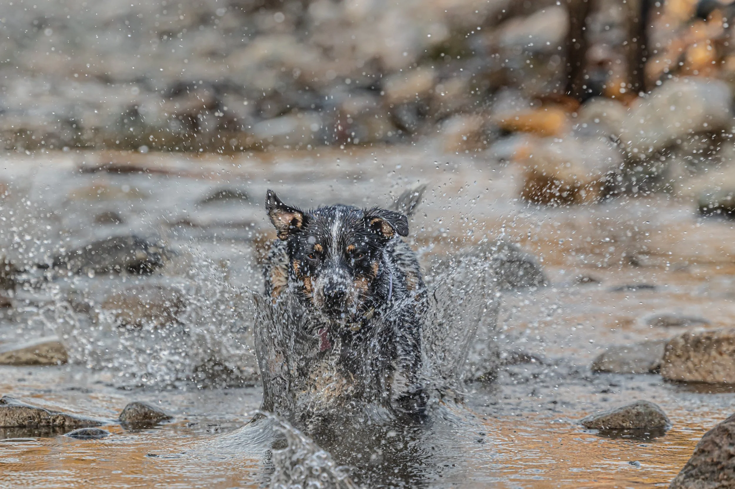 JennyRaeBatemanPhotography_8G2A7492.jpg