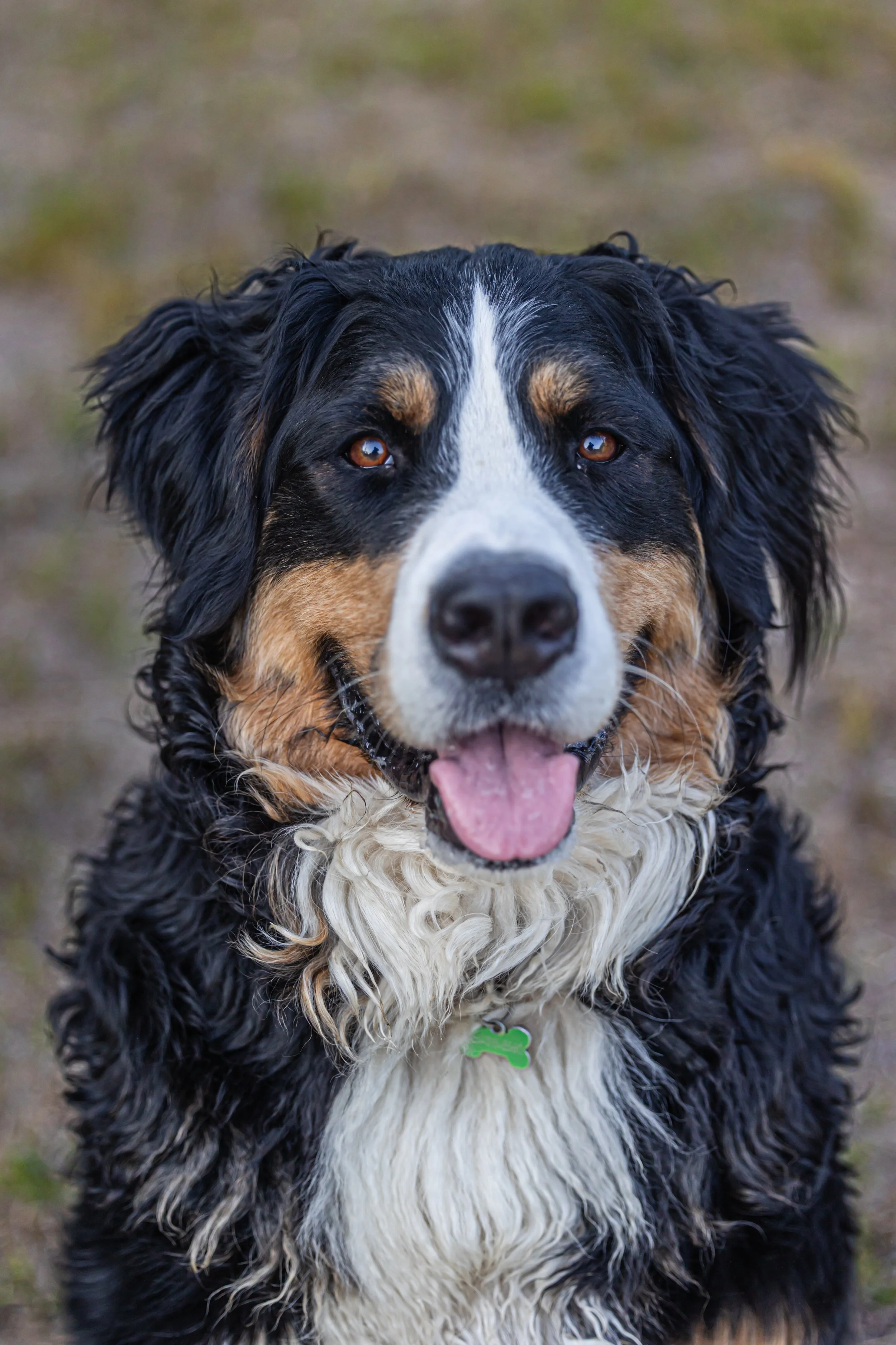 Jenny_Rae_Bateman_Photography_HideAwayKennels_8G2A9563.jpg
