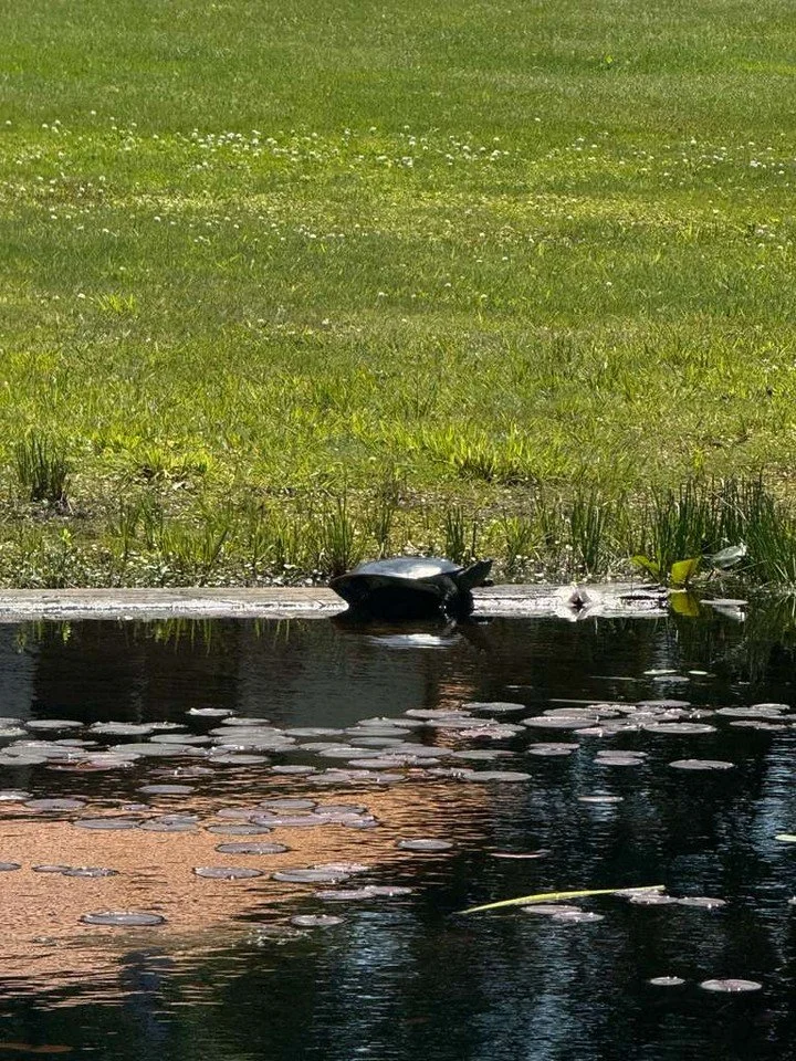 One of my favorite pastimes is cruising down the channel at Dewey Lake looking for turtles.

No idea why I find this so fun. Maybe bc it brings me back to my childhood, bc it grounds me in nature or bc I live in fear of being bitten by a turtle 🐢 ye