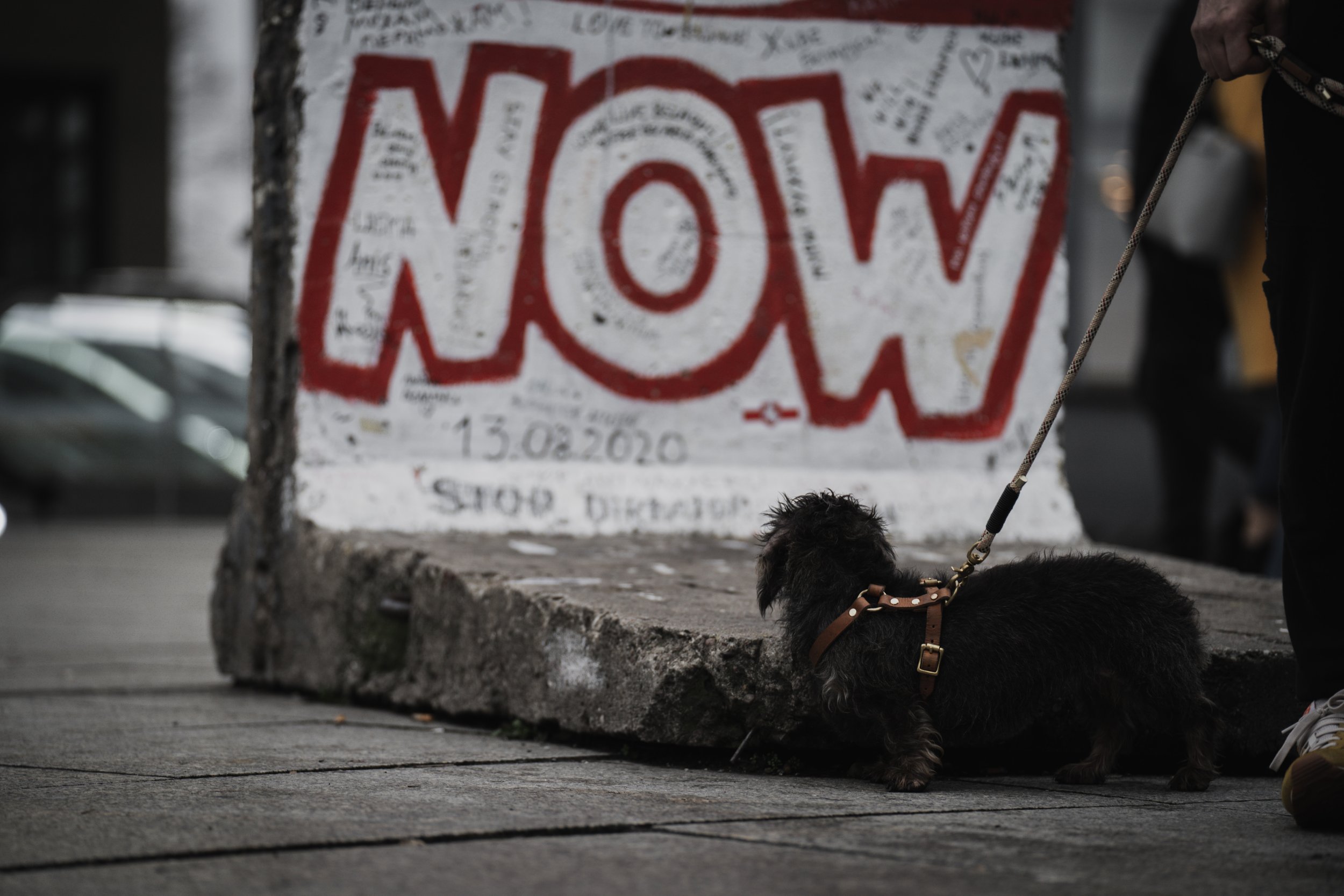A dog looks at a section of the Berlin Wall in Berlin, Germany, on Jan. 2, 2022. © Merit Davey 2022.