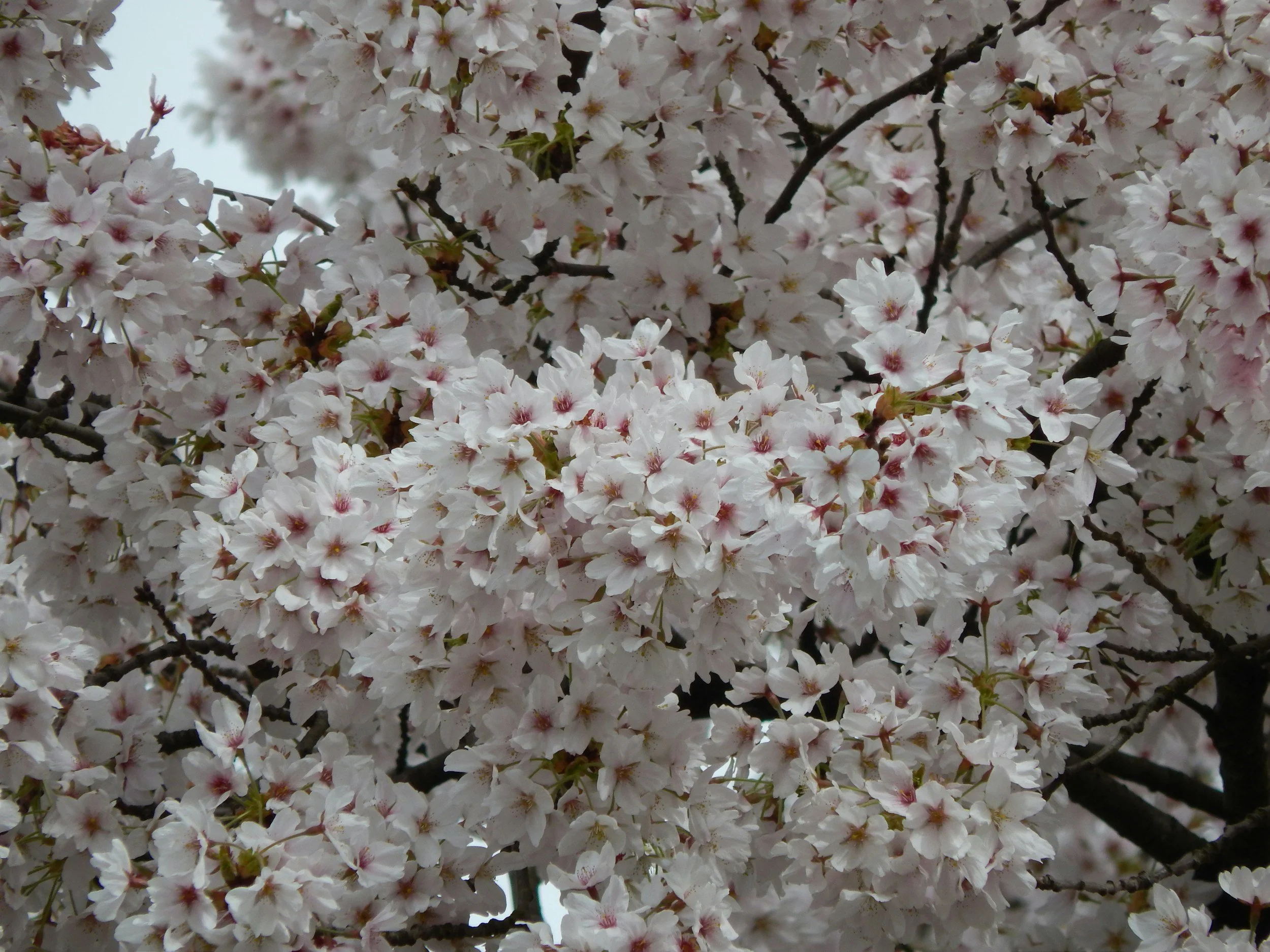 A tree-lined road with tall, twisting trees arching overhead, creating a tunnel-like effect, with warm sunlight filtering through the branches.