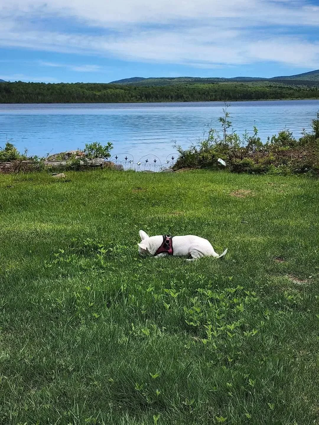 Liliana (Lily) Grace Garcia