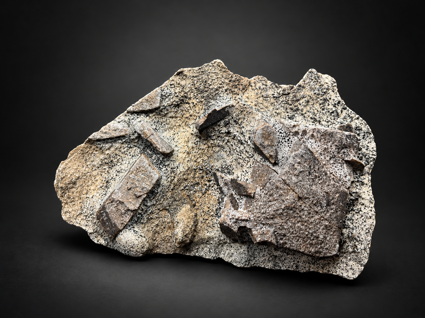 Russian staurolite mineral specimen featuring large brown prismatic crystals embedded in pale, finely speckled schist matrix.