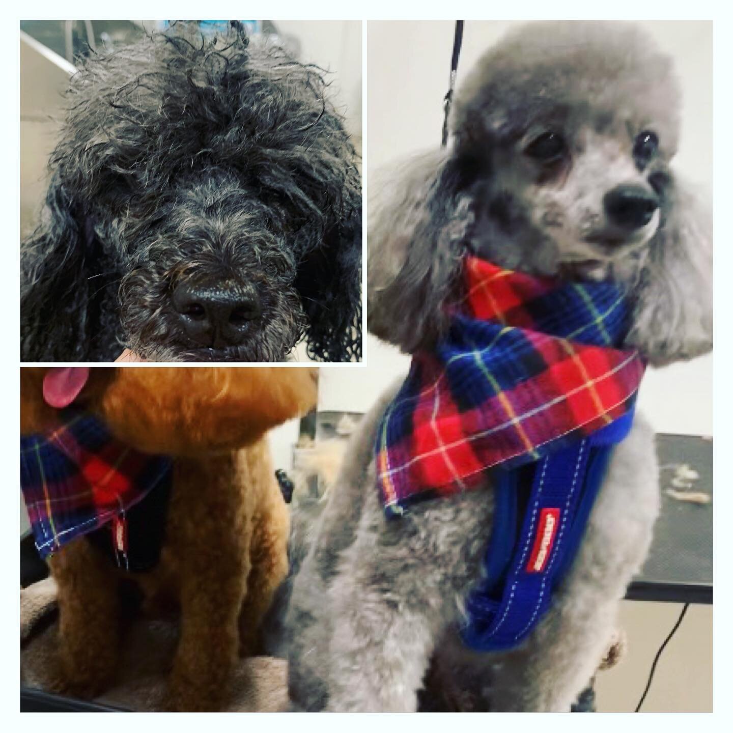 Maggie deserved a little TLC 🫶 

#groomersofinstagram #doggroomers #doggrooming #petstylist #petgrooming #poodle #poodlegrooming #puppypawlour #doghaircut #groomersofsydney #innerwest #doggroomersofinstagram
