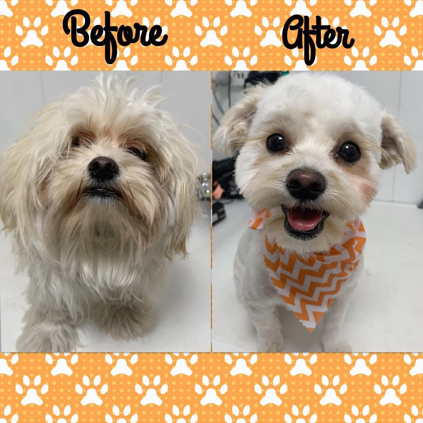 This gorgeous girl came in for her very first groom and felt like a whole new pup once freed from pesky knotting and matting. Remember to start brushing and combing the minute you bring your pup home to get them used to it 🤗