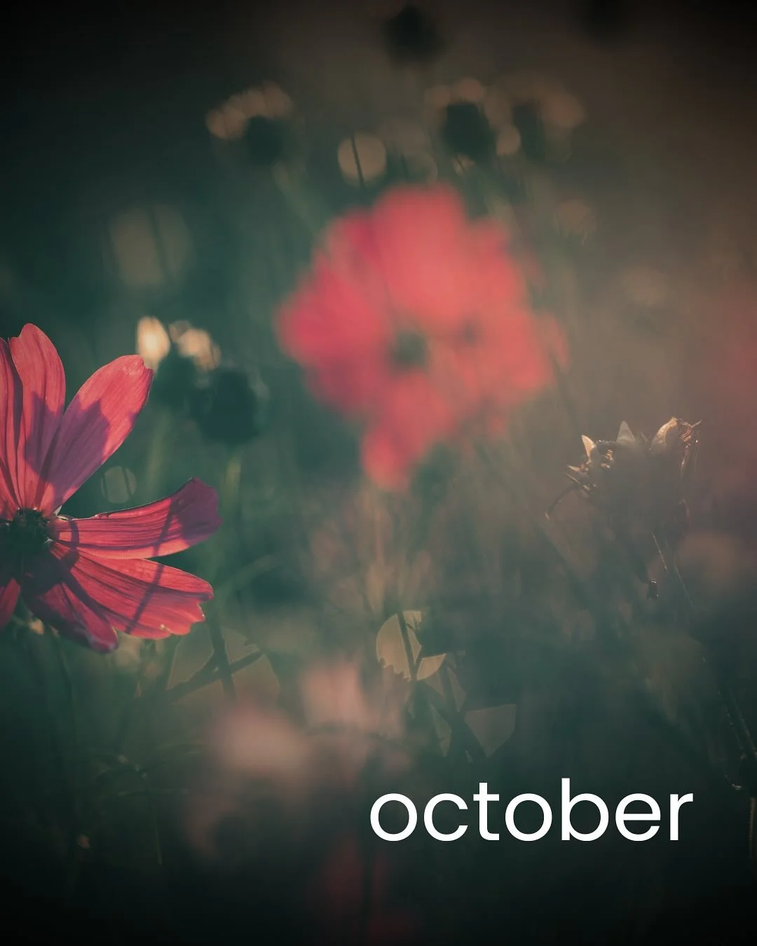 October&hellip;.better late than never, right?!

I&rsquo;m not sure how this month snuck by me and only SEVEN days later did I catch on buuuut welcome October you sneaky little snake! 🐍

Don&rsquo;t forget to check out the September recap for Reside