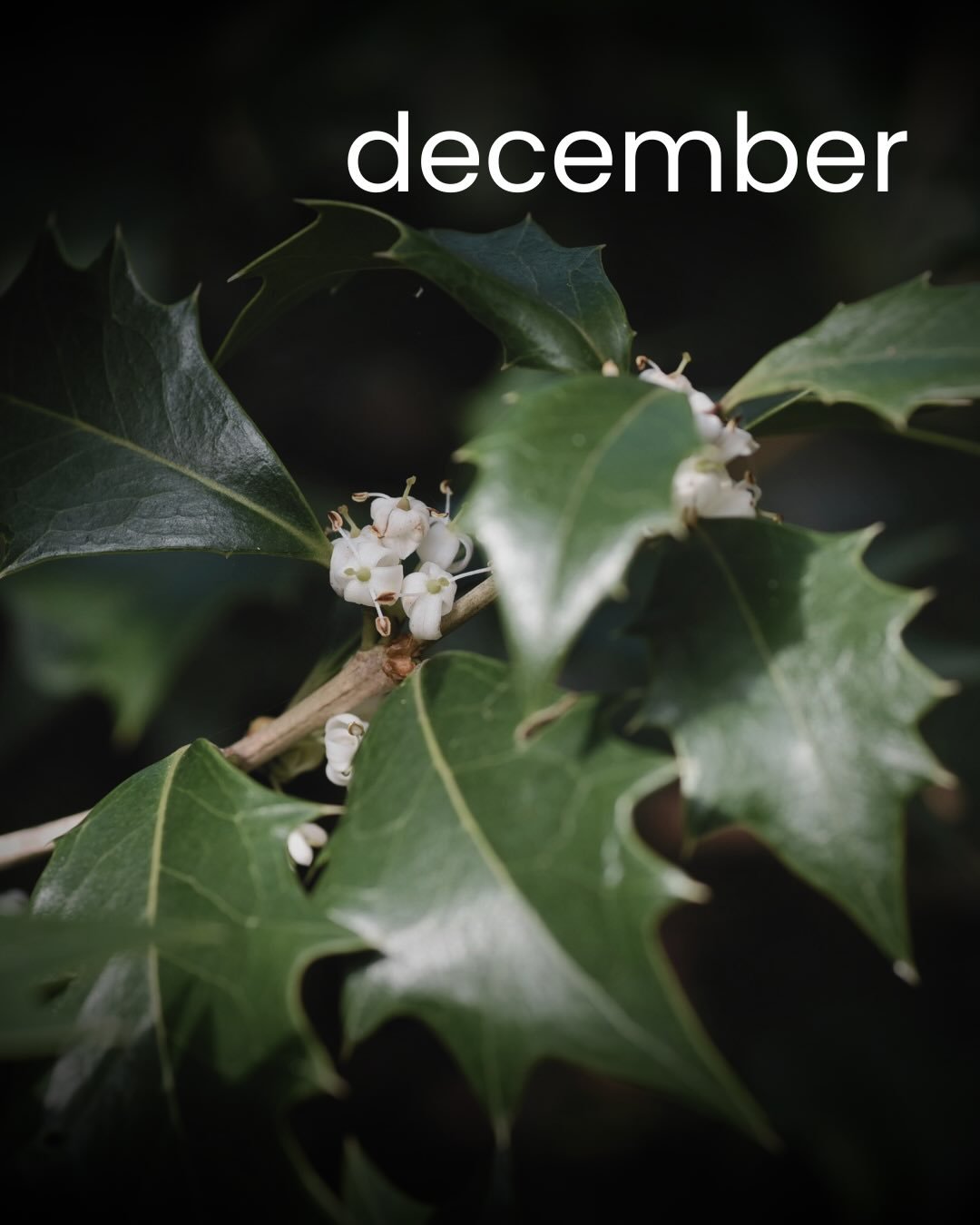 D E C E M B E R ☃️

Well, December. You never cease to amaze - the way you sneak up on a guy is unmatched by any other month!

Every year - I can&rsquo;t believe it&rsquo;s already December&hellip;and by the time I exhale again, it&rsquo;s over!

Her