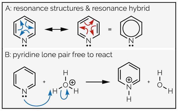 Pyridine resonance and basicity