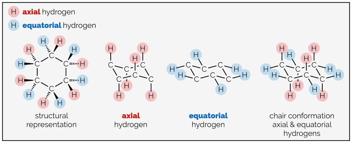 Axial and equatorial hydrogen on cyclohexane