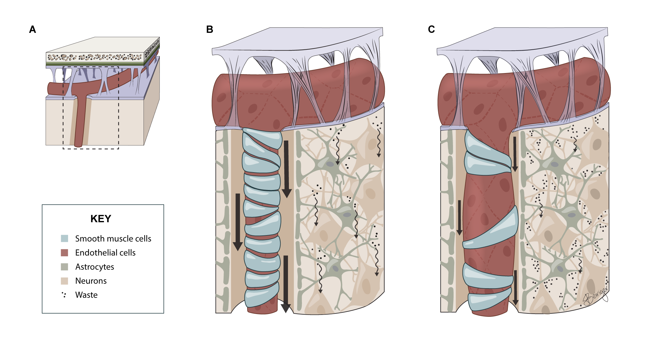 Graphical Abstract on the role of Notch3 in brain vascular aging. Published in the Journal of Clinical Investigation. Created with Adobe Illustrator.