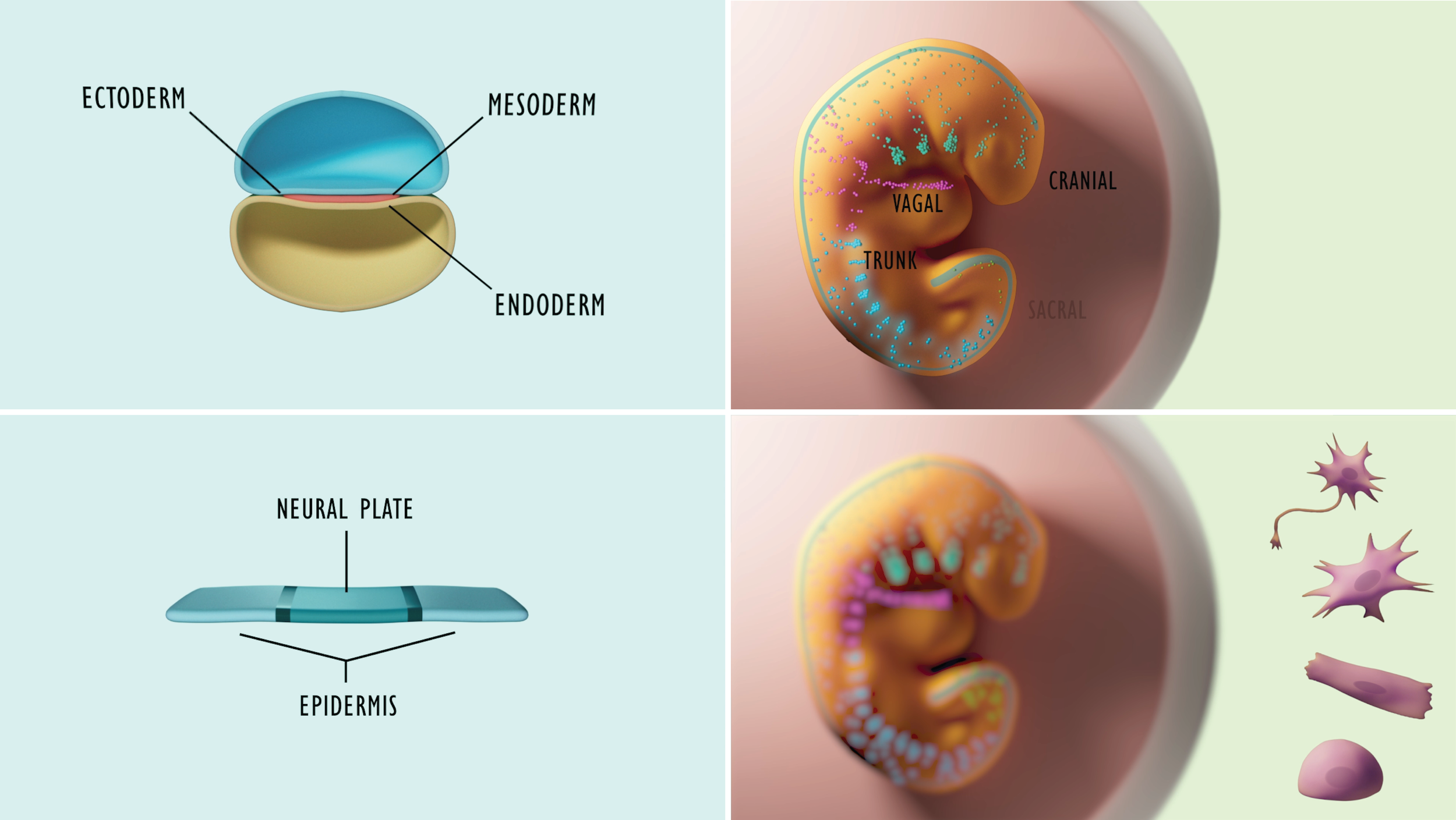 Stills from an animation on neural crest development. 3ds Max, Adobe After Effects.